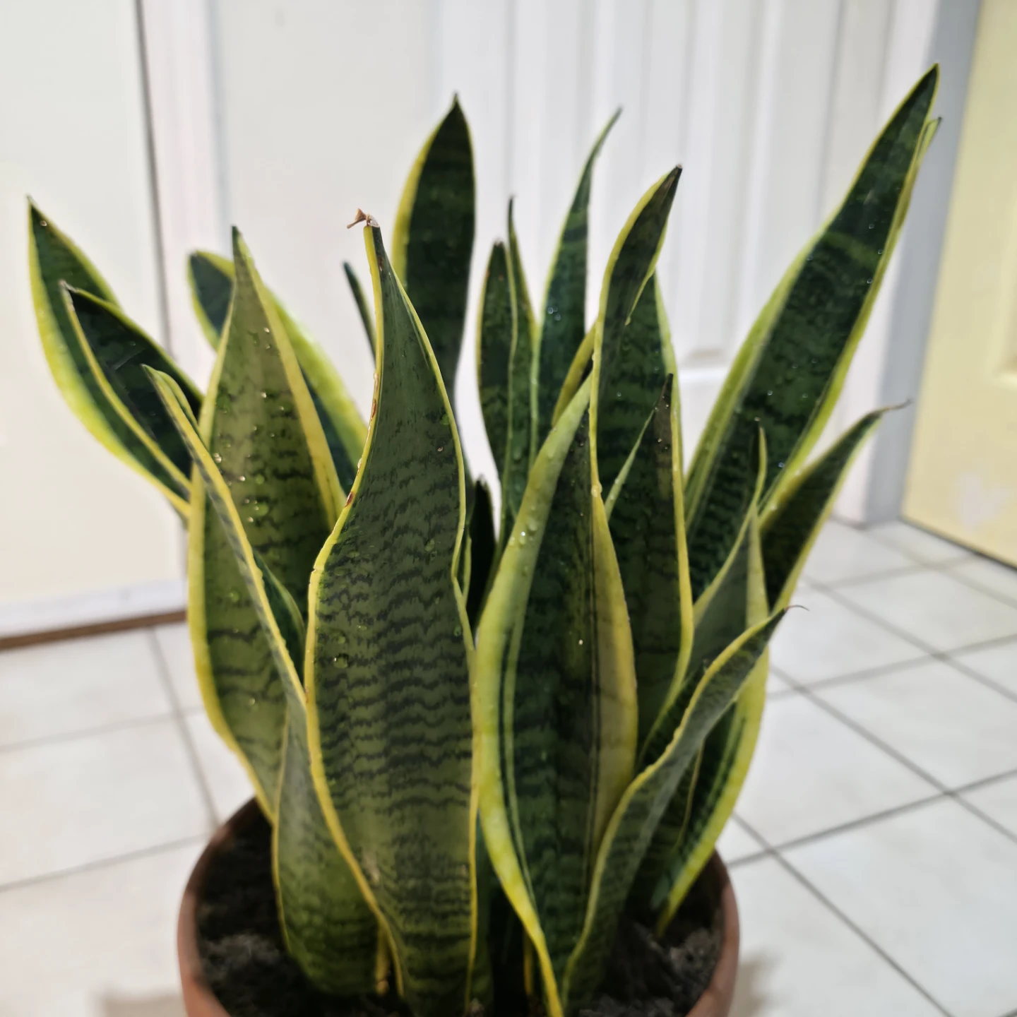 1ft Variegated Snake Plant in Terracotta Clay Pot - photo 4