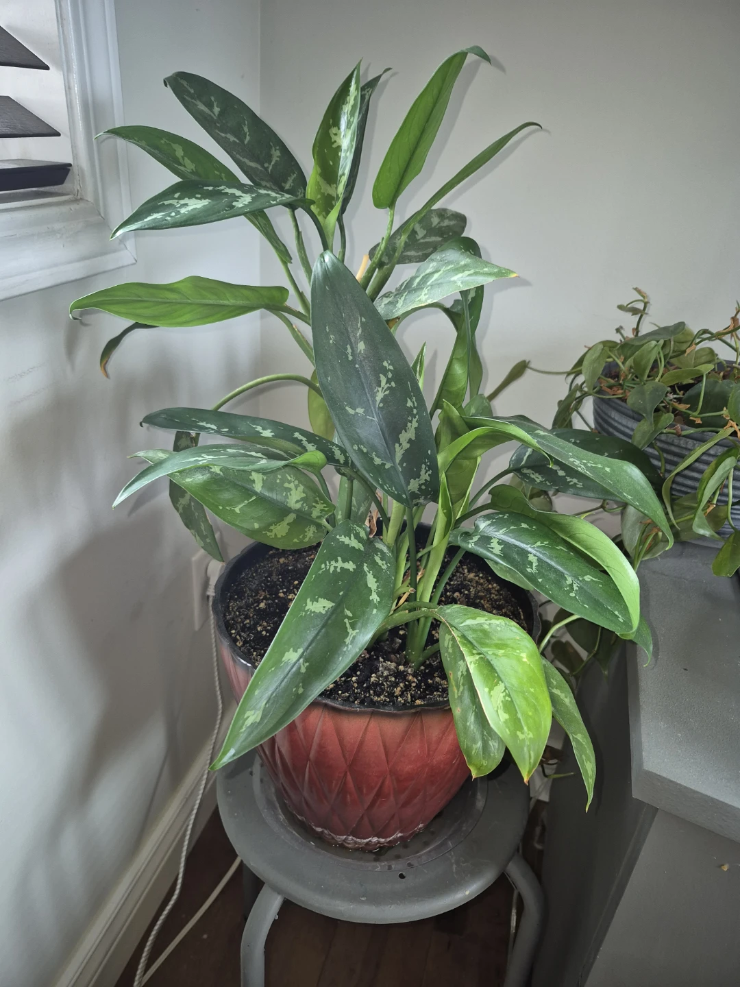 Aglaonema chinese ever green