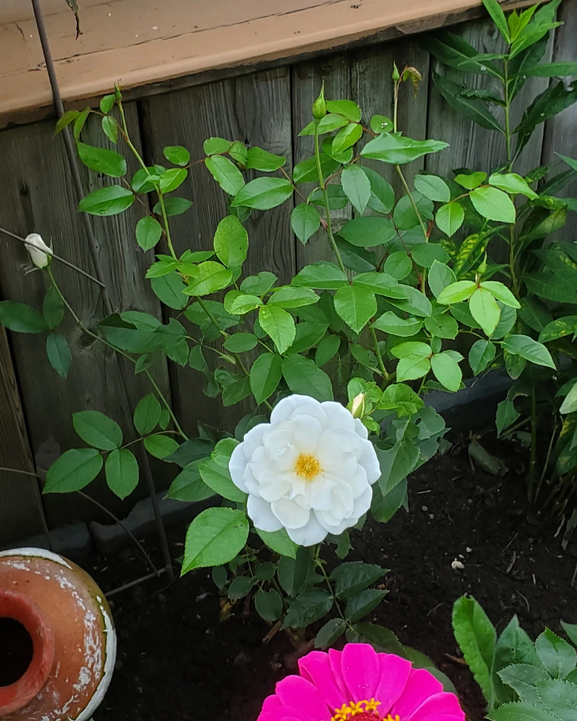 Iceberg Rose - Floribunda Rose