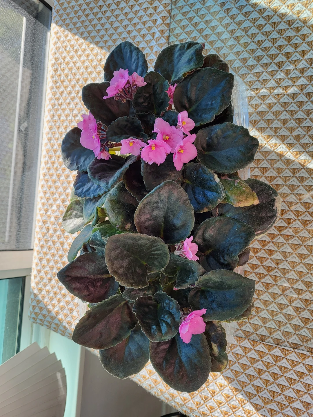African Violet Plant with Pink Flowers
