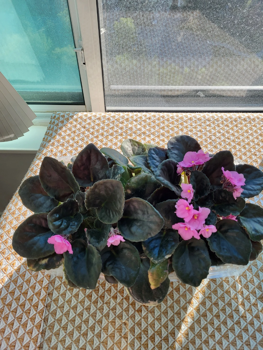 African Violet Plant with Pink Flowers - photo 2