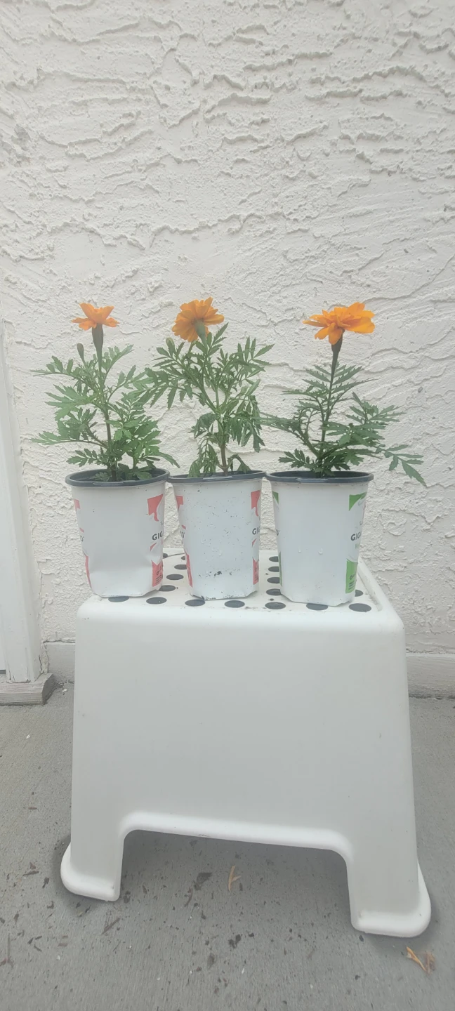 Marigolds