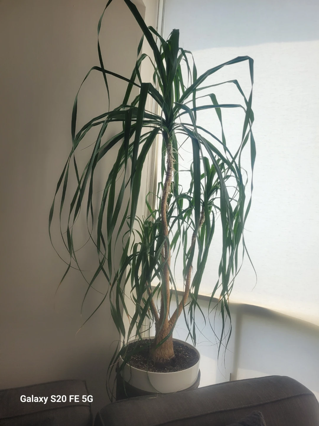 Dracaena Marginata Plant - photo 3