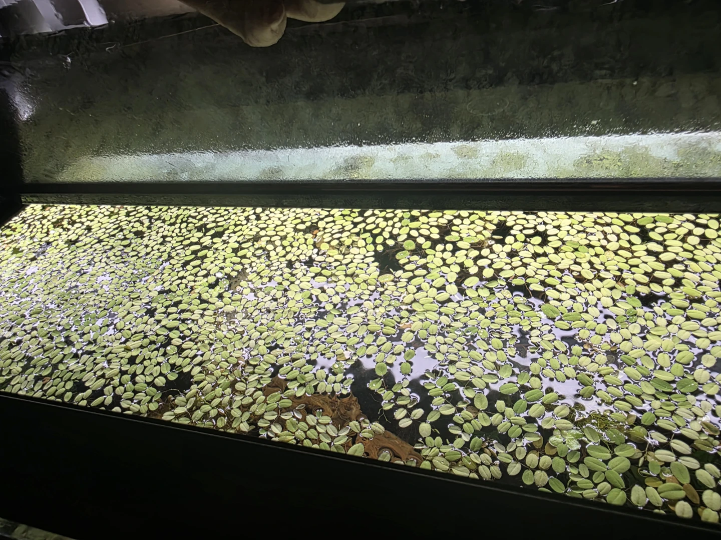 Water Spangles (Salvina minima) - photo 2