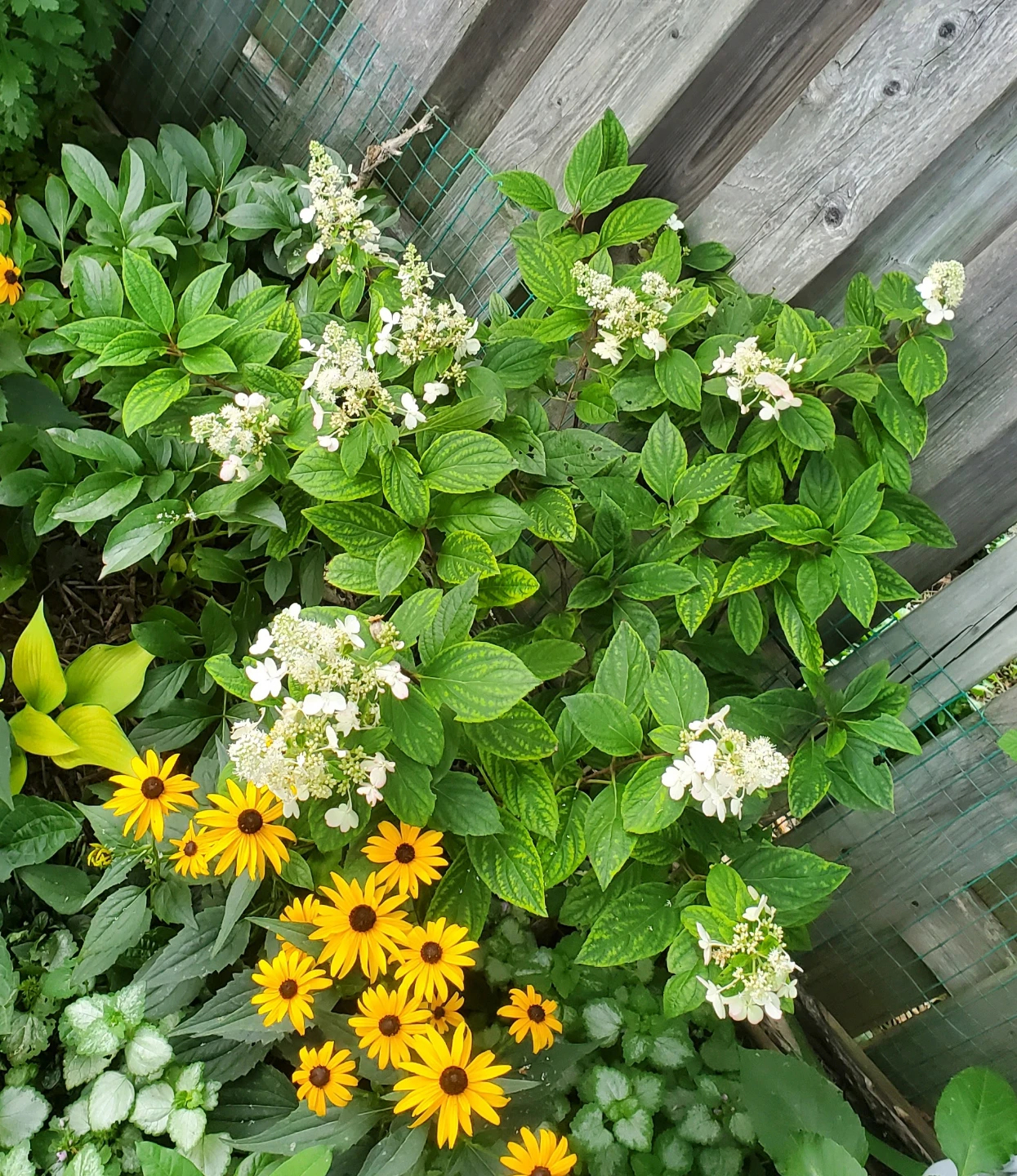 Phantom hydrangea - photo 2