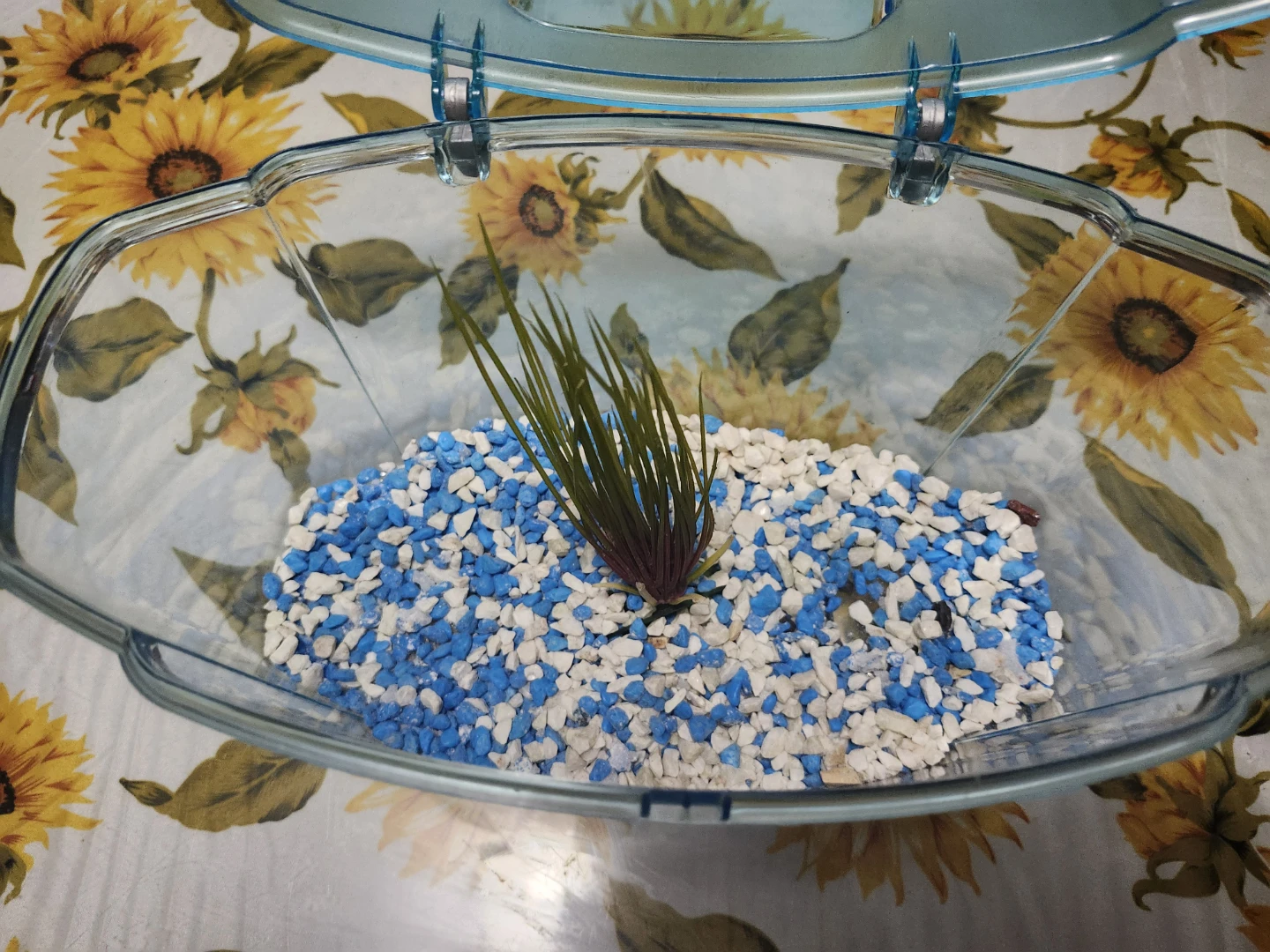Small Fish Tank (11 in wide 8 inch high) - photo 2