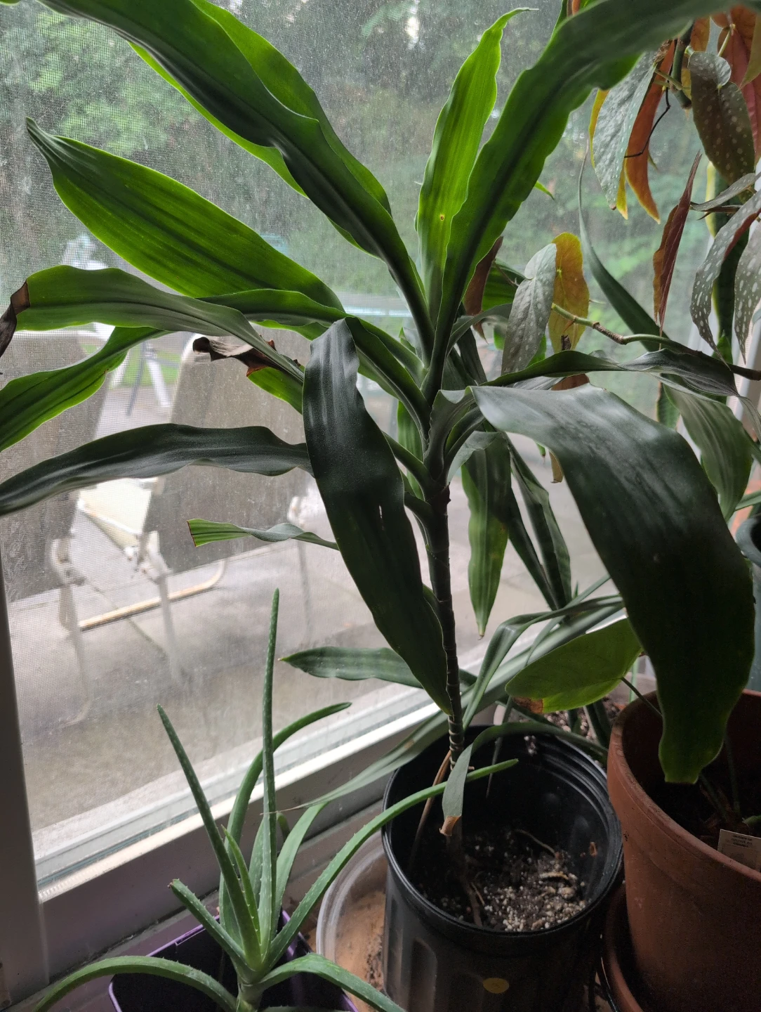 Corn Plant or Dracaena Fragrans Plant 🇨🇦 - photo 2