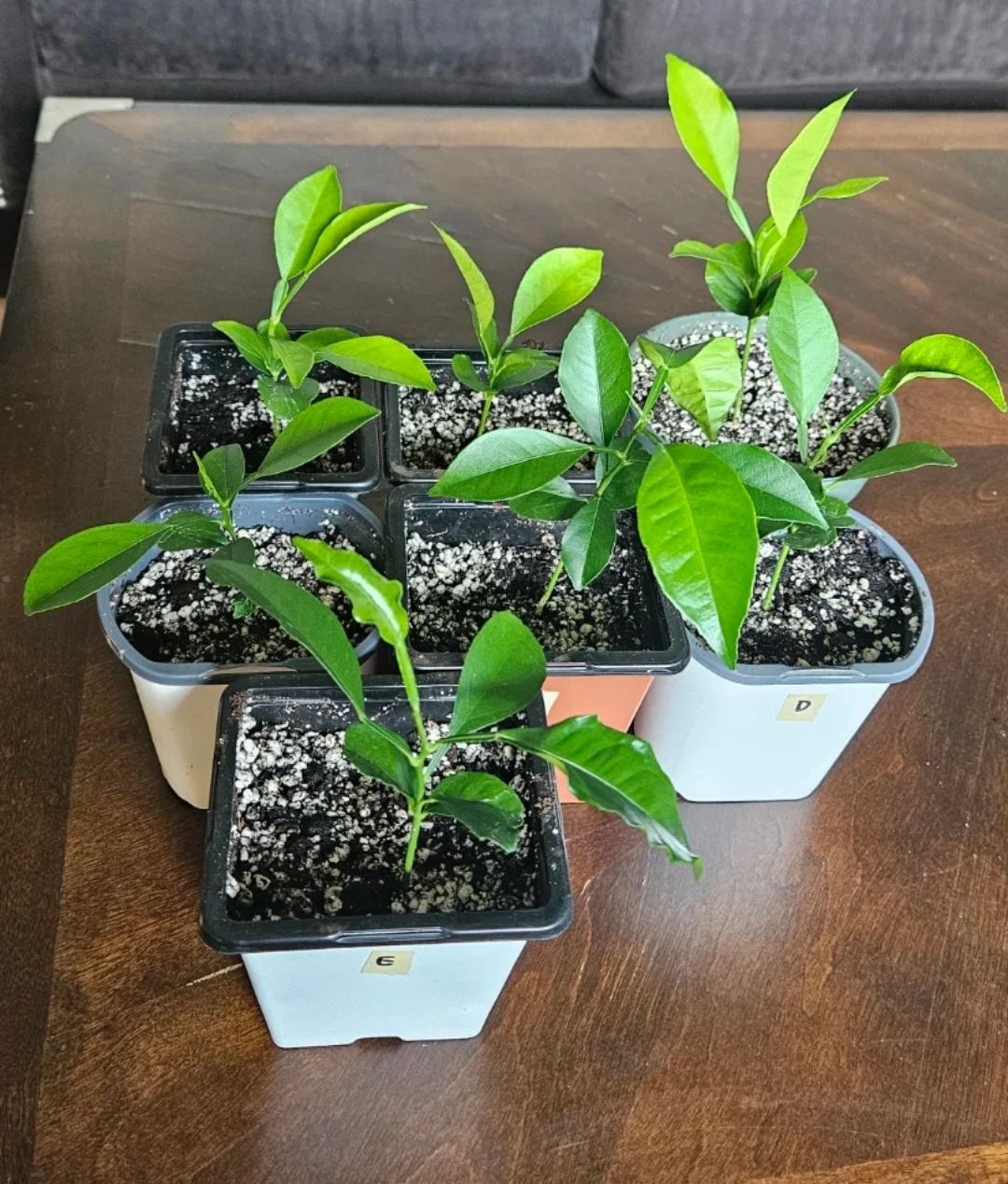 Mandarin Orange Plants - photo 2