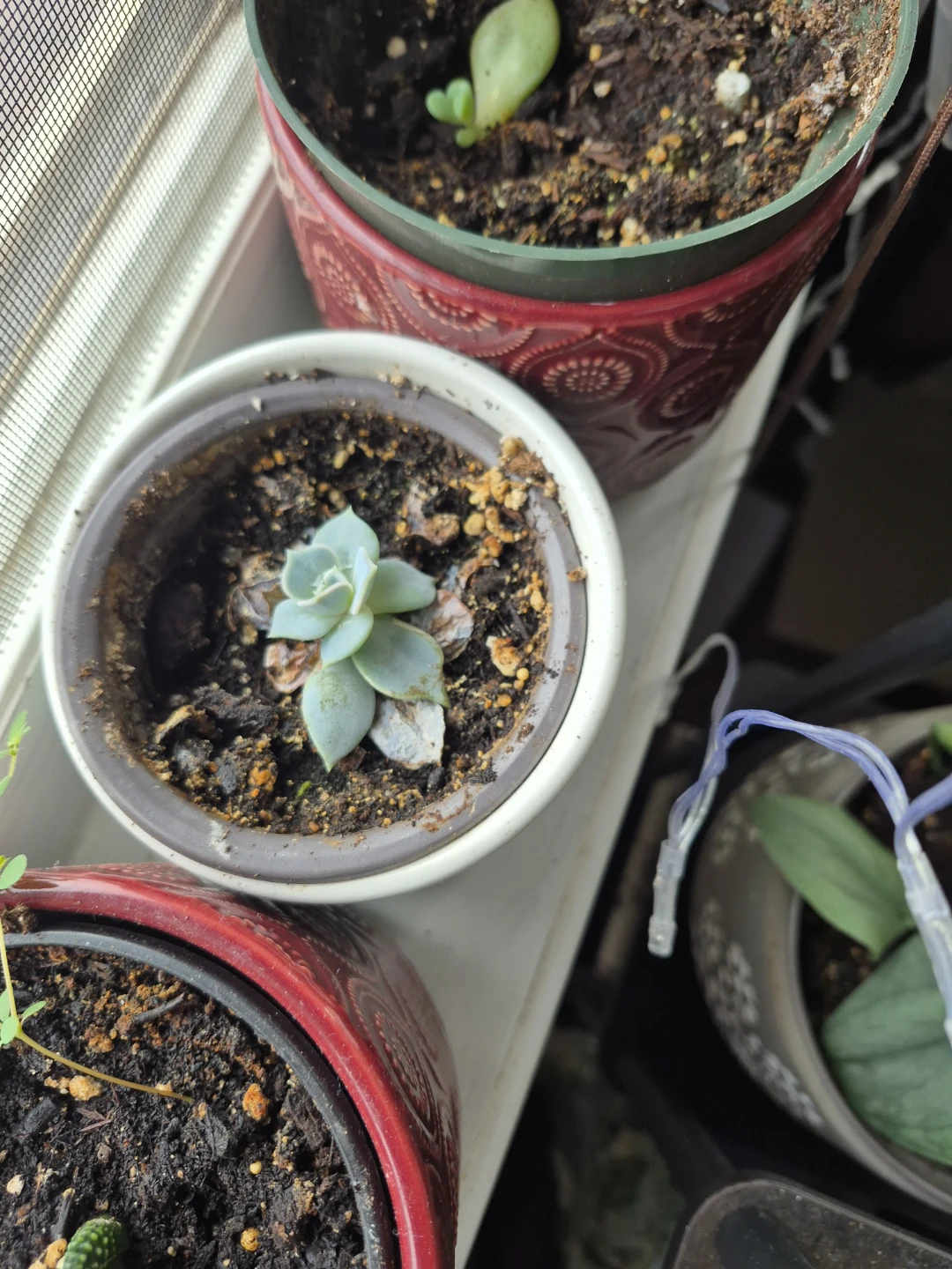 Succlents/ snake plants - photo 3
