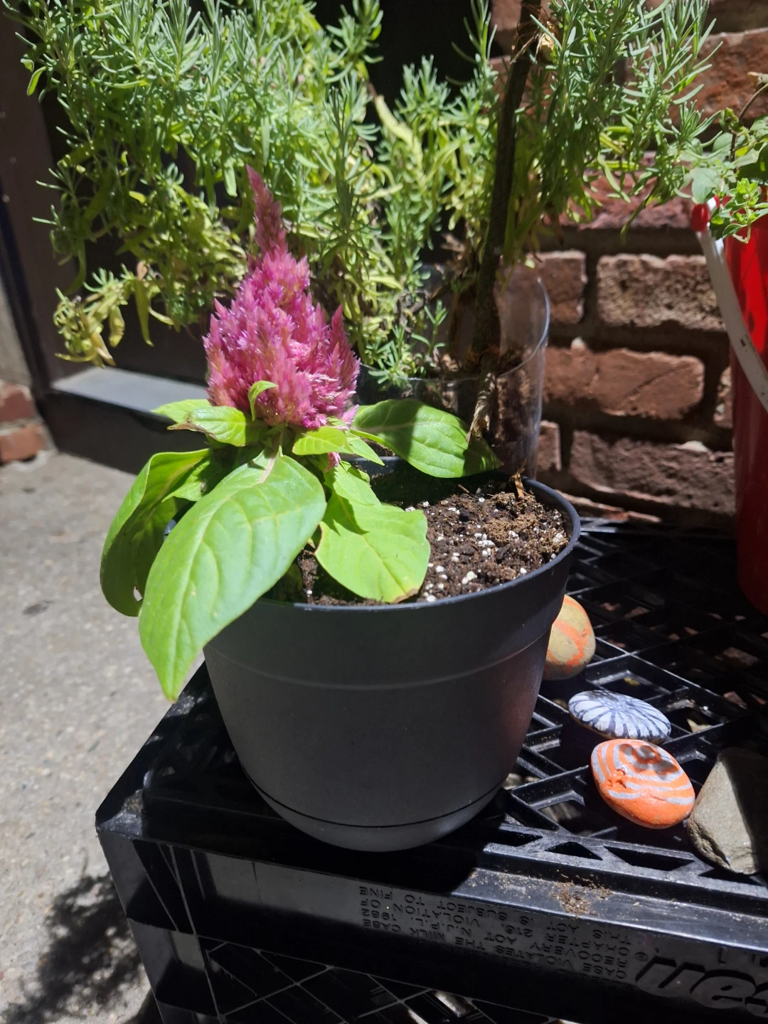 Pink Plumed Celosia Plant
