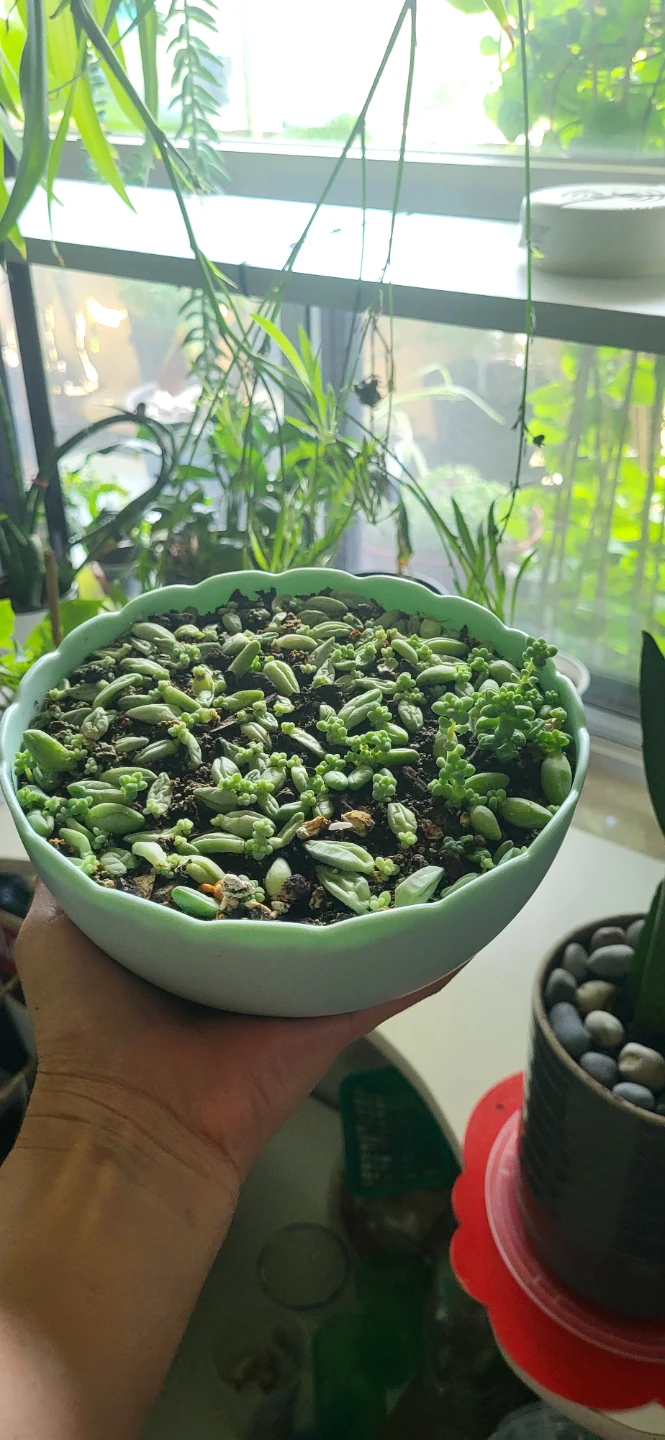 Burro's Tails in beautiful plastic pot - photo 5