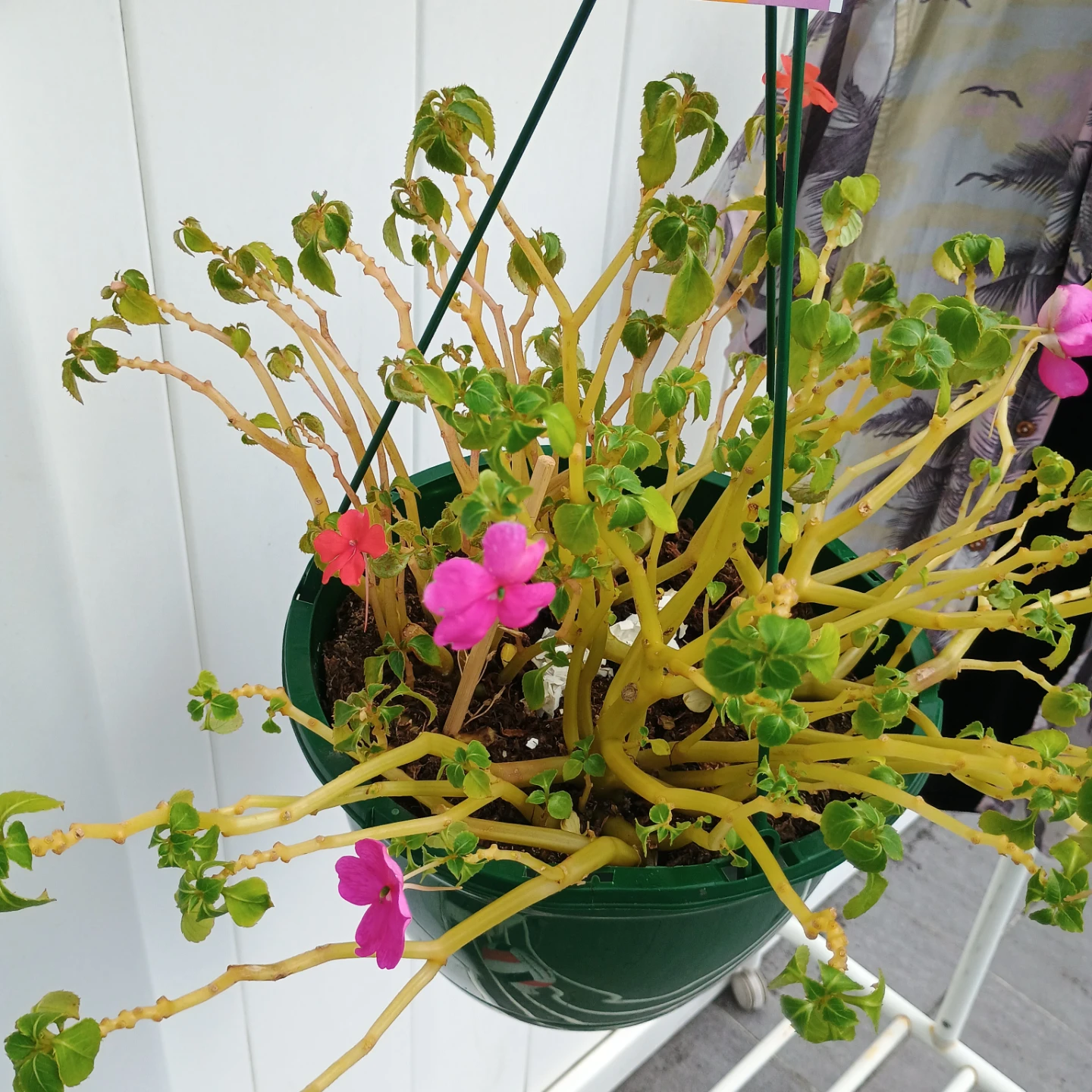 Impatiens Hanging Basket Plant - photo 2