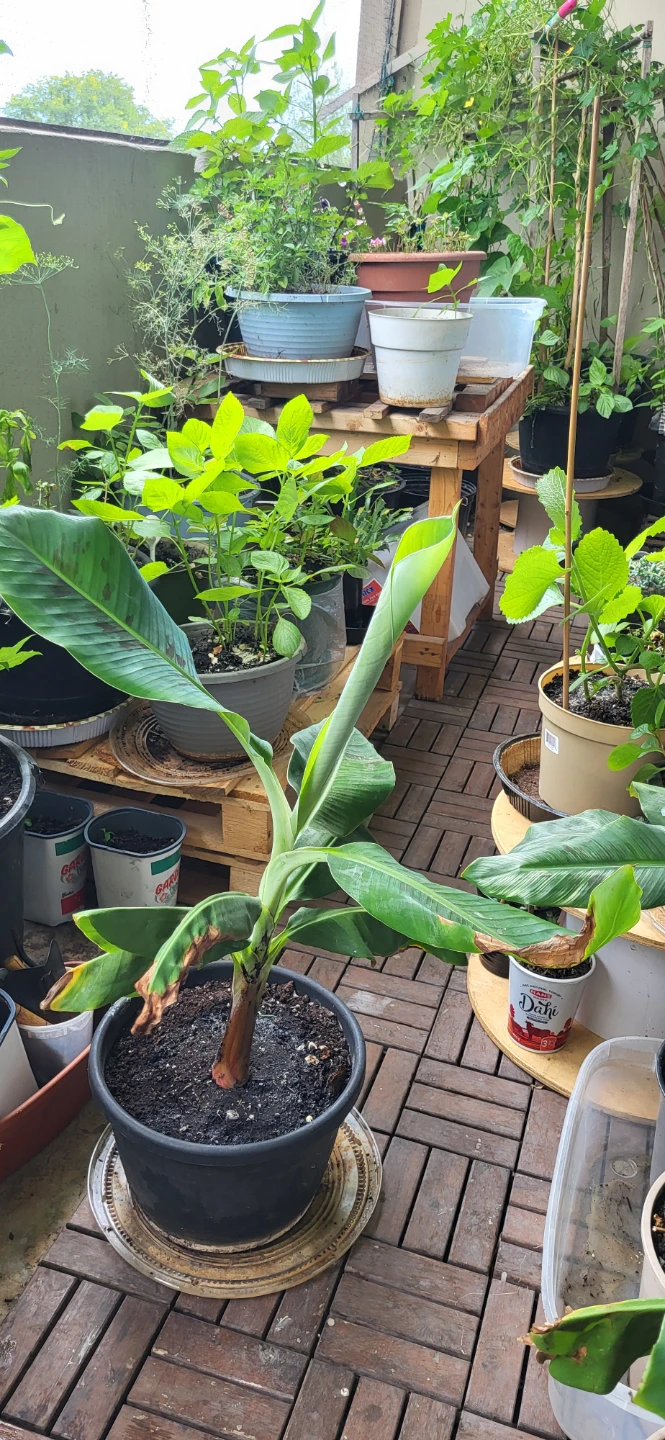 Banana Plant_ price is FIRM - photo 5