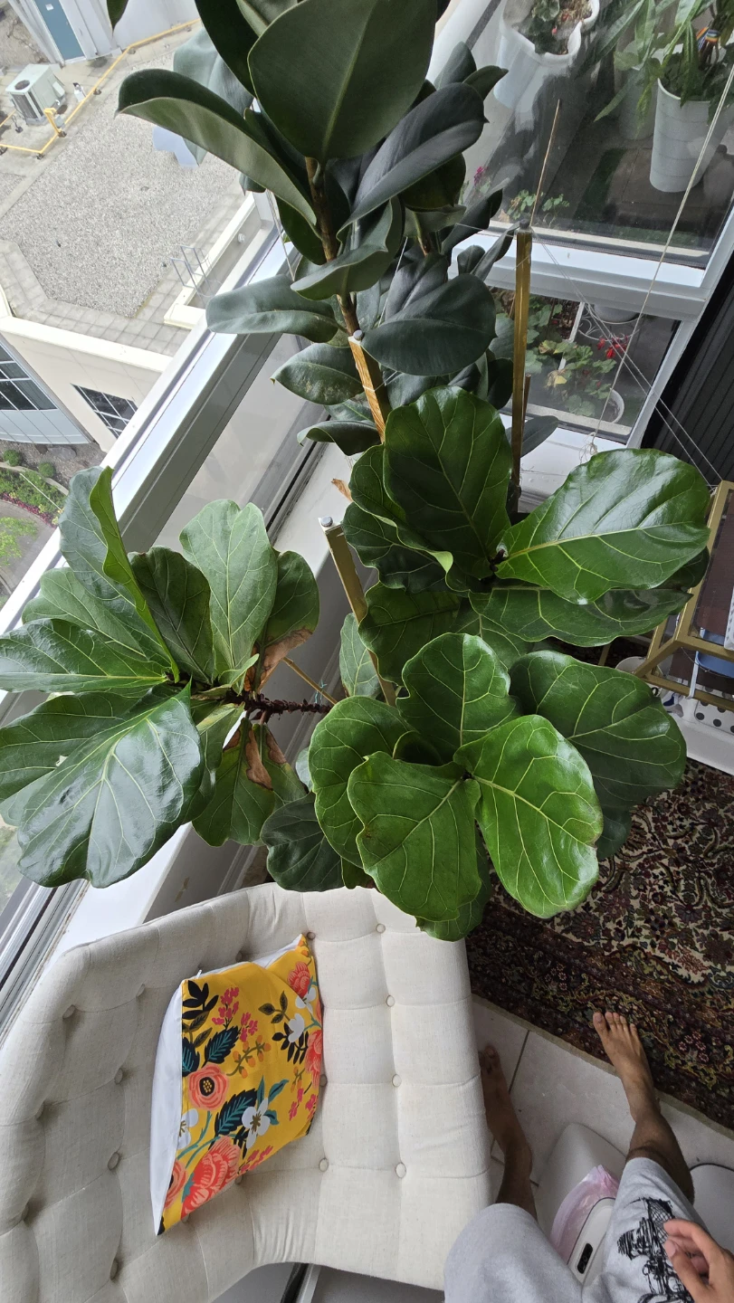 Fiddle Leaf Fig Tree - photo 2
