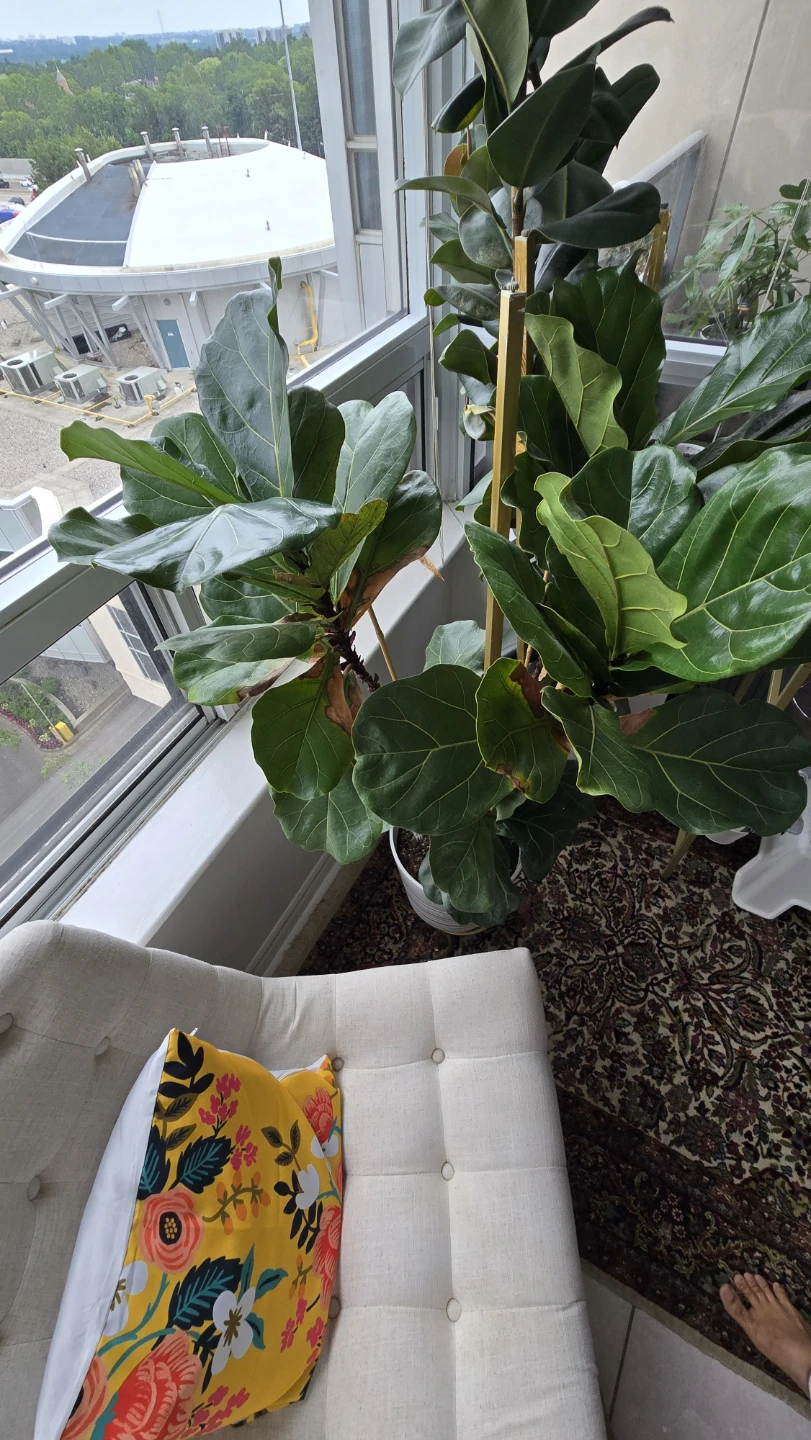 Fiddle Leaf Fig Tree - photo 3