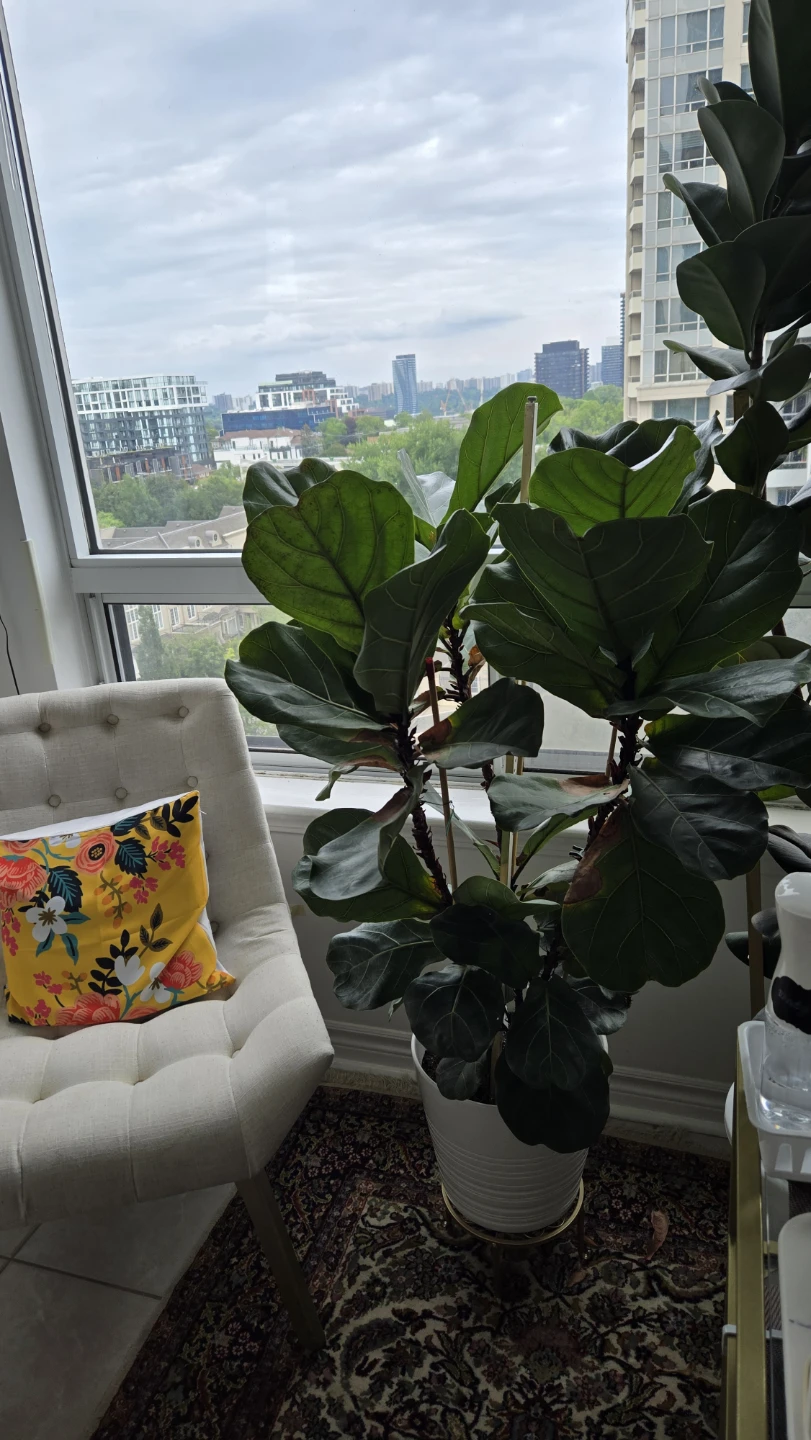 Fiddle Leaf Fig Tree