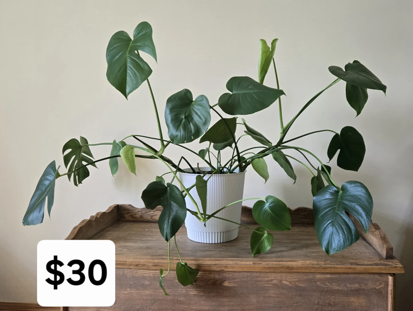 Monstera