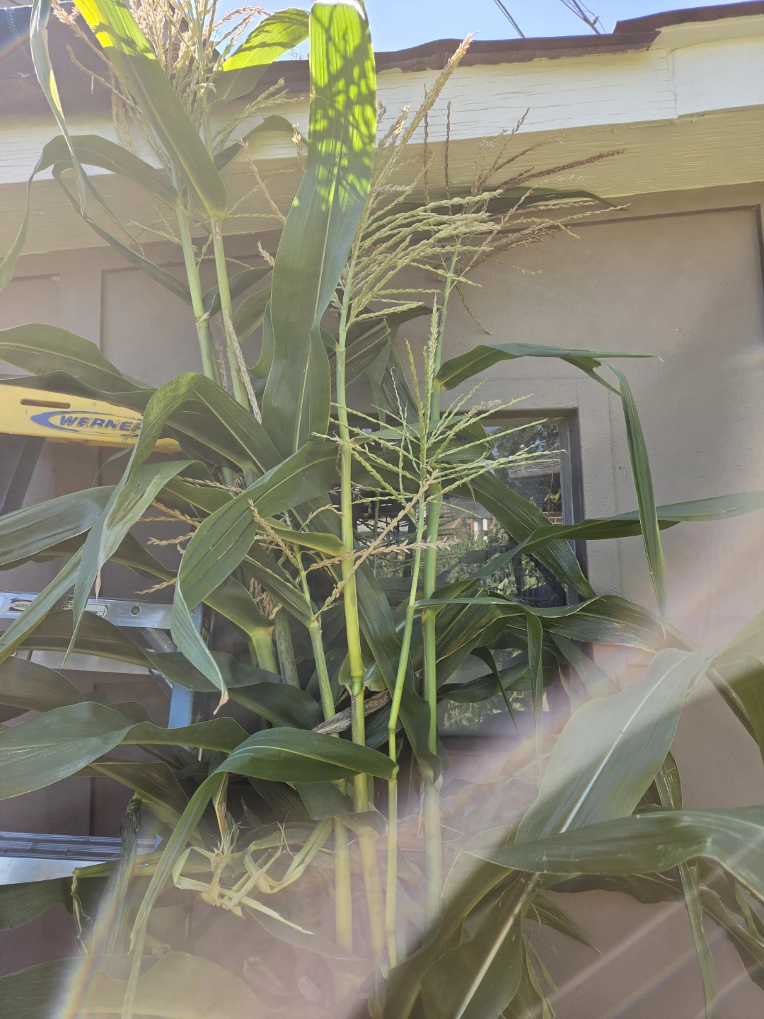 Corn stalks - photo 3