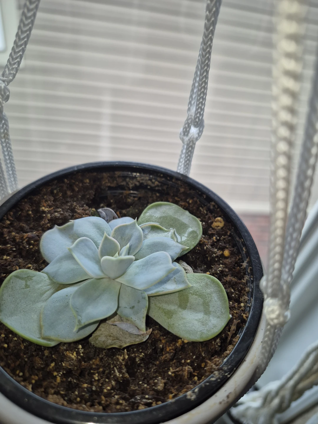 Succlents/ snake plants - photo 2