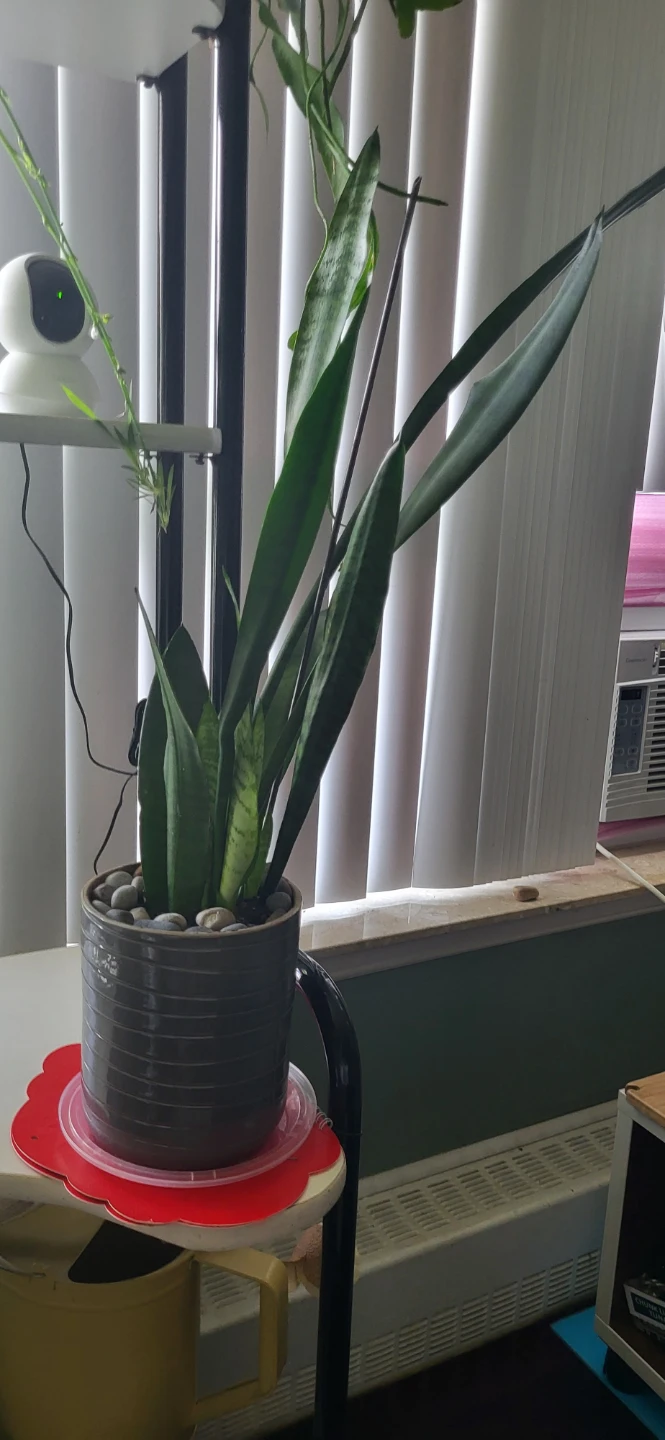Snake plant in CERAMIC POT - photo 2