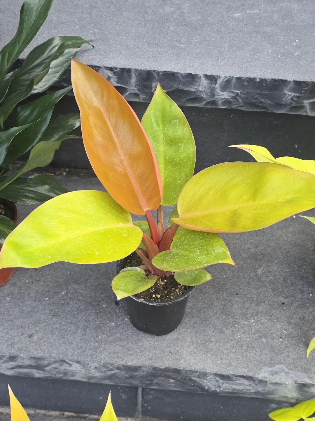 Philodendron 'Prince of Orange' Potted Plant