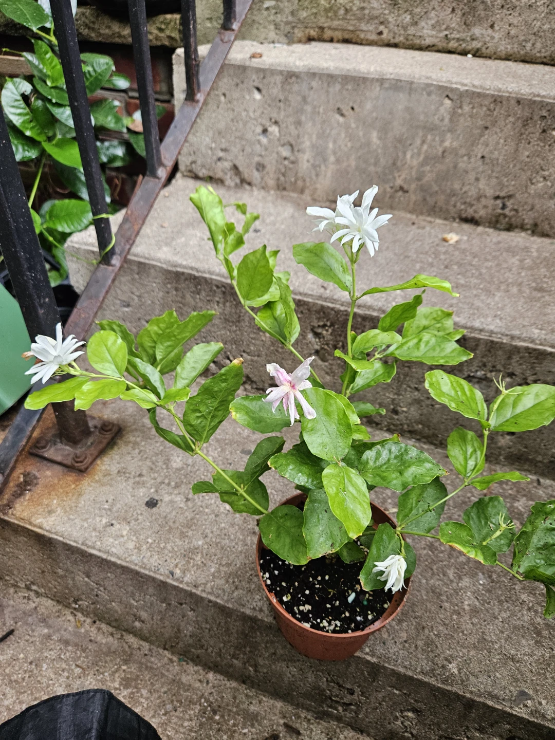 Potted Jasmine Plant