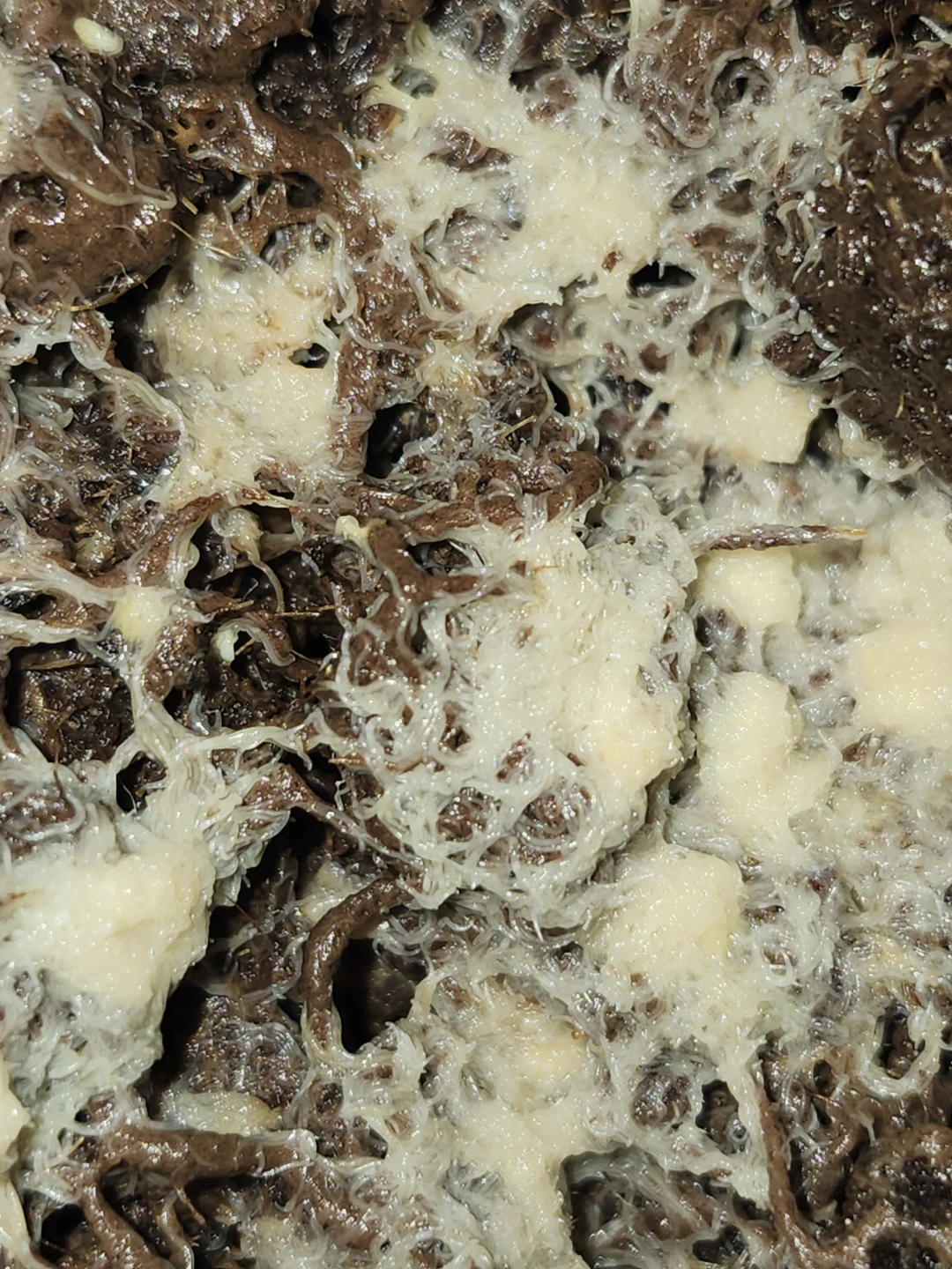 14oz grindal worms starter culture