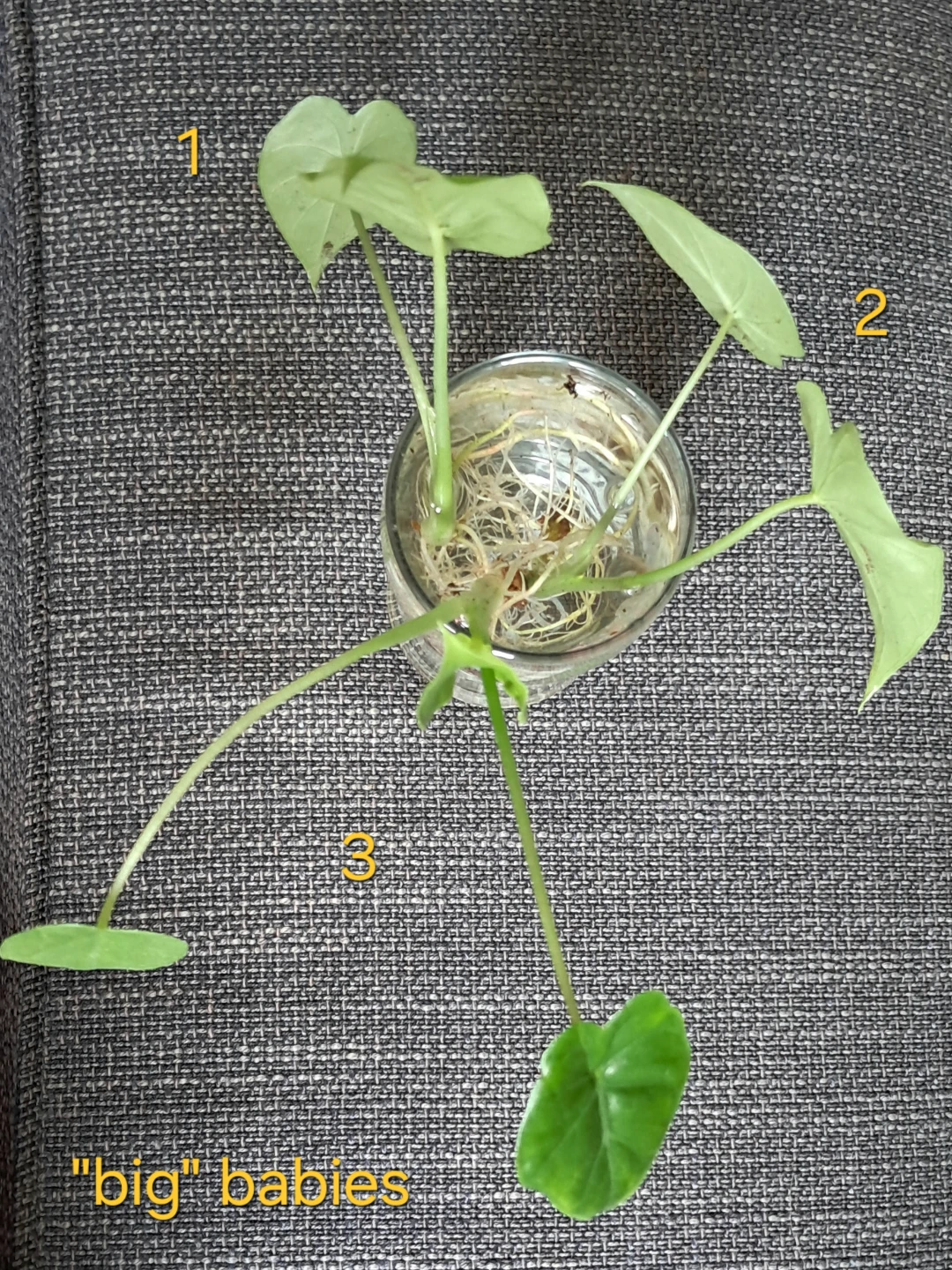 Baby Alocasia plants - photo 4