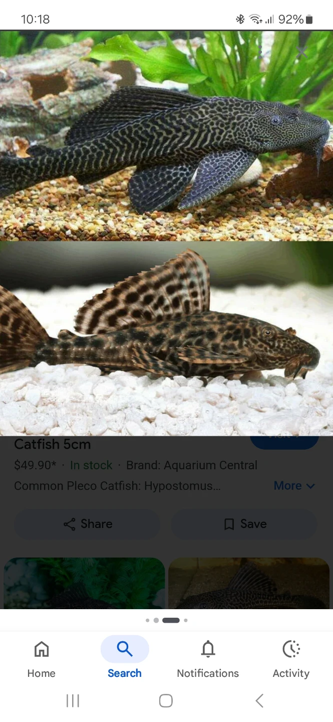 Looking for common plecos - photo 2