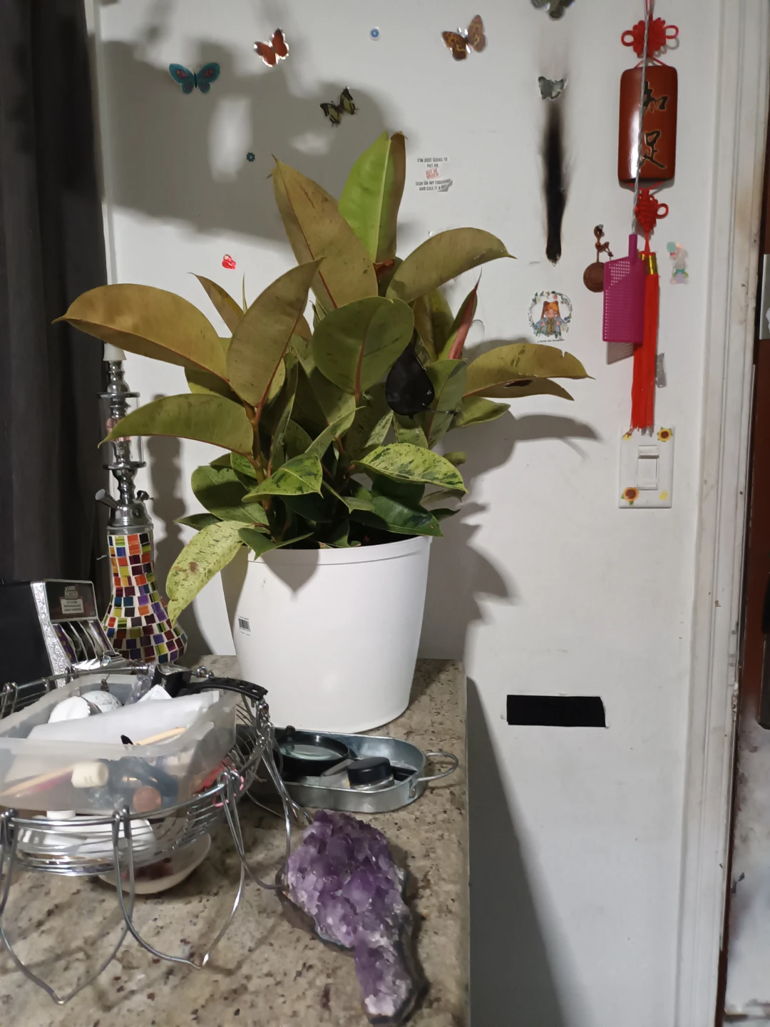 Large Rubber Plant in White Pot