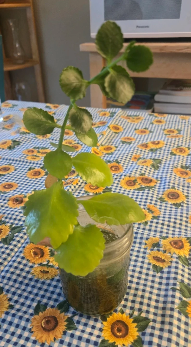 Kalanchoe Plant Cutting (fully rooted) - photo 2