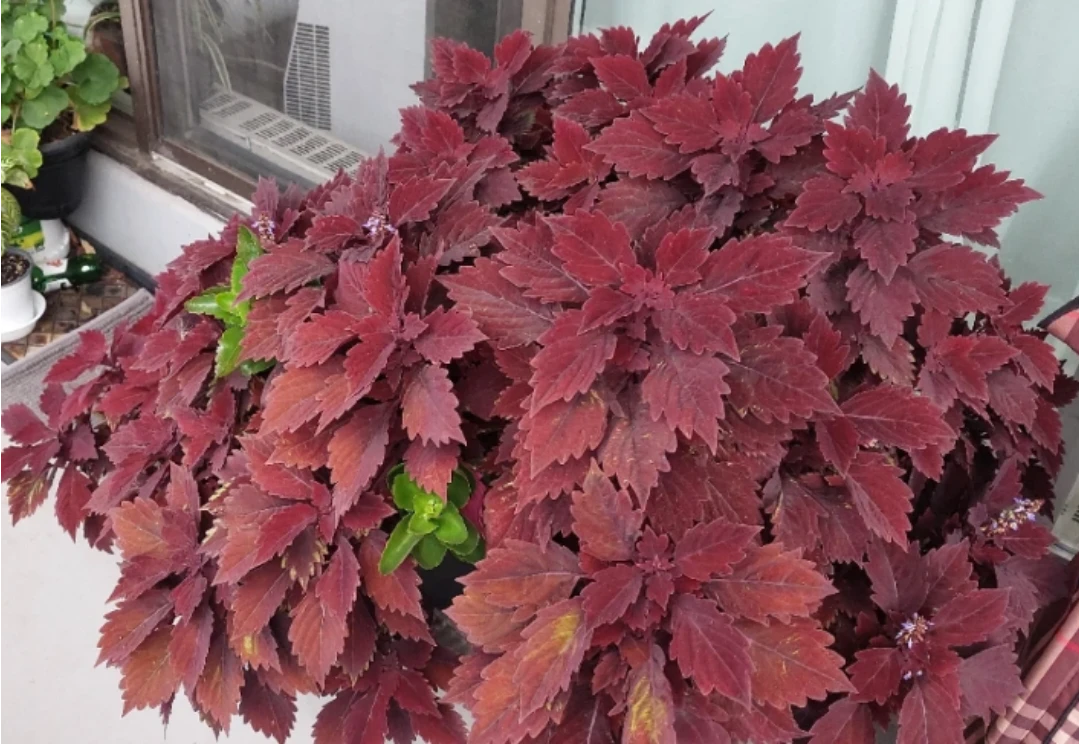 Healthy Potted Coleus Plant - photo 4