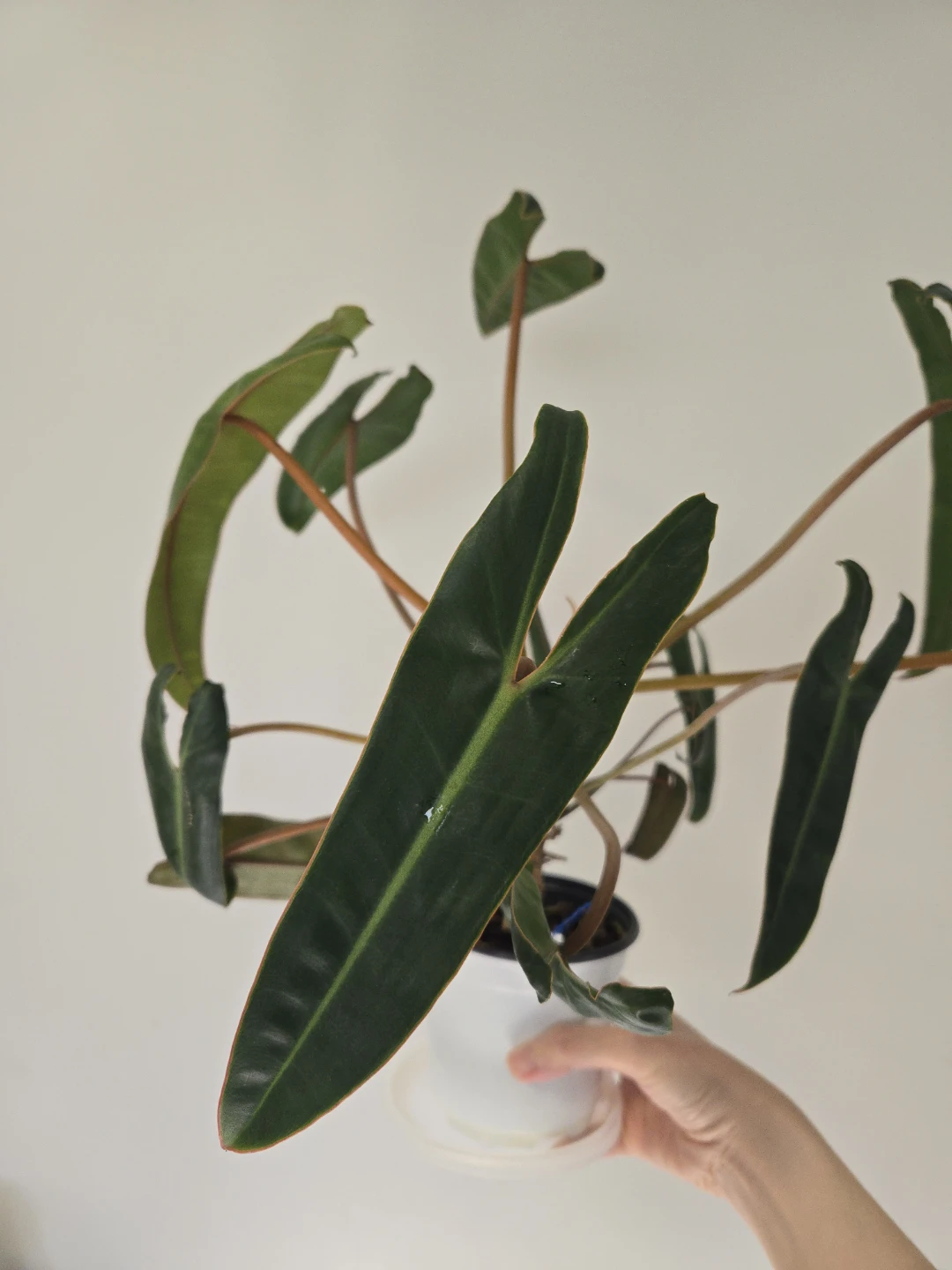 Philodendron Billietiae in 4.3"pot - photo 2