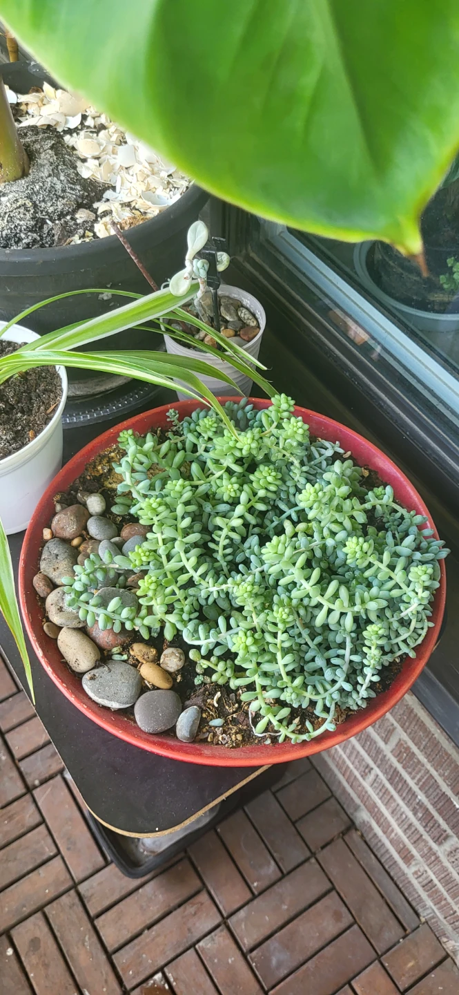 Huge Burro's Tails in Red CERAMIC pot - photo 4