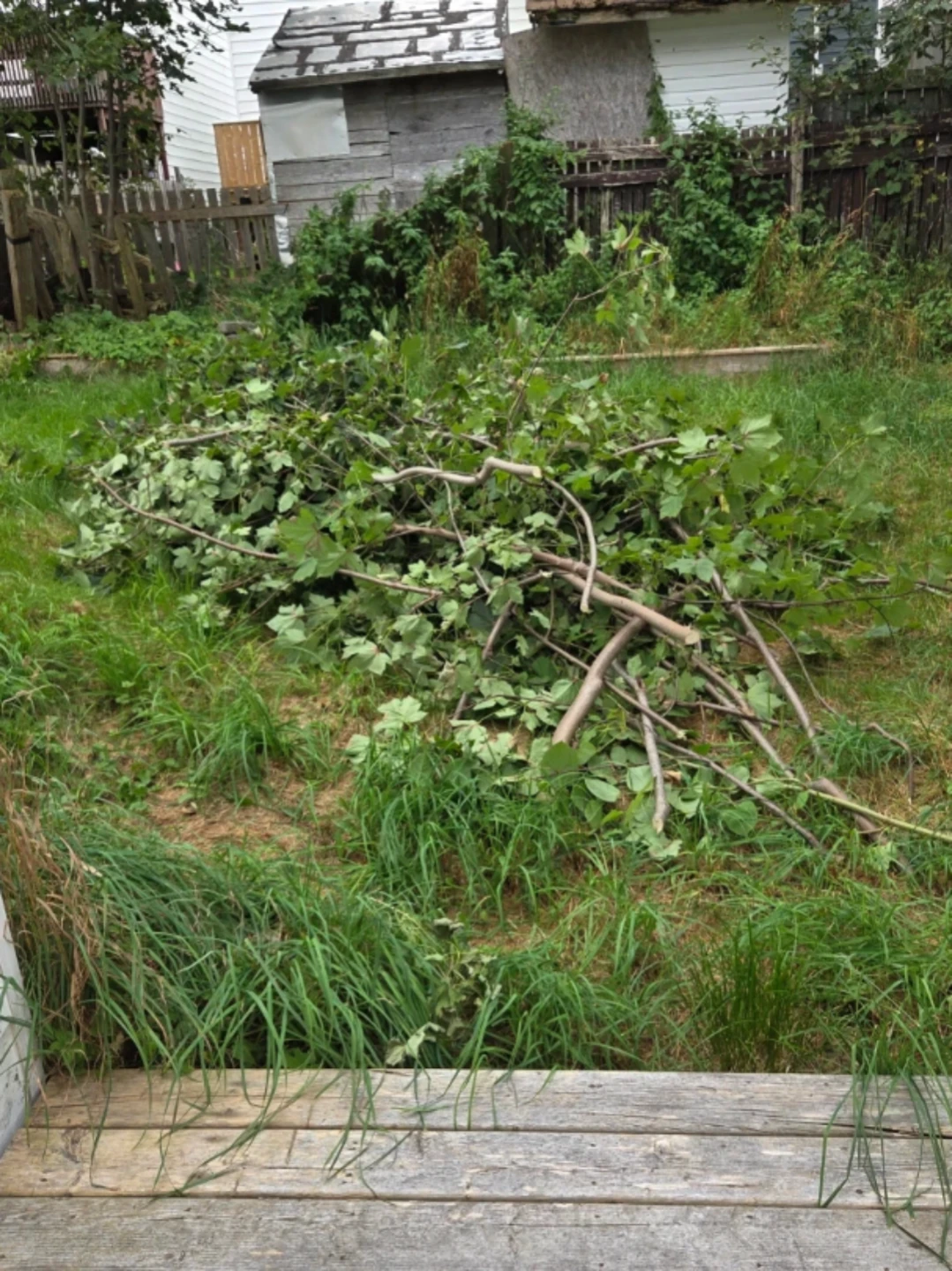 Free wood