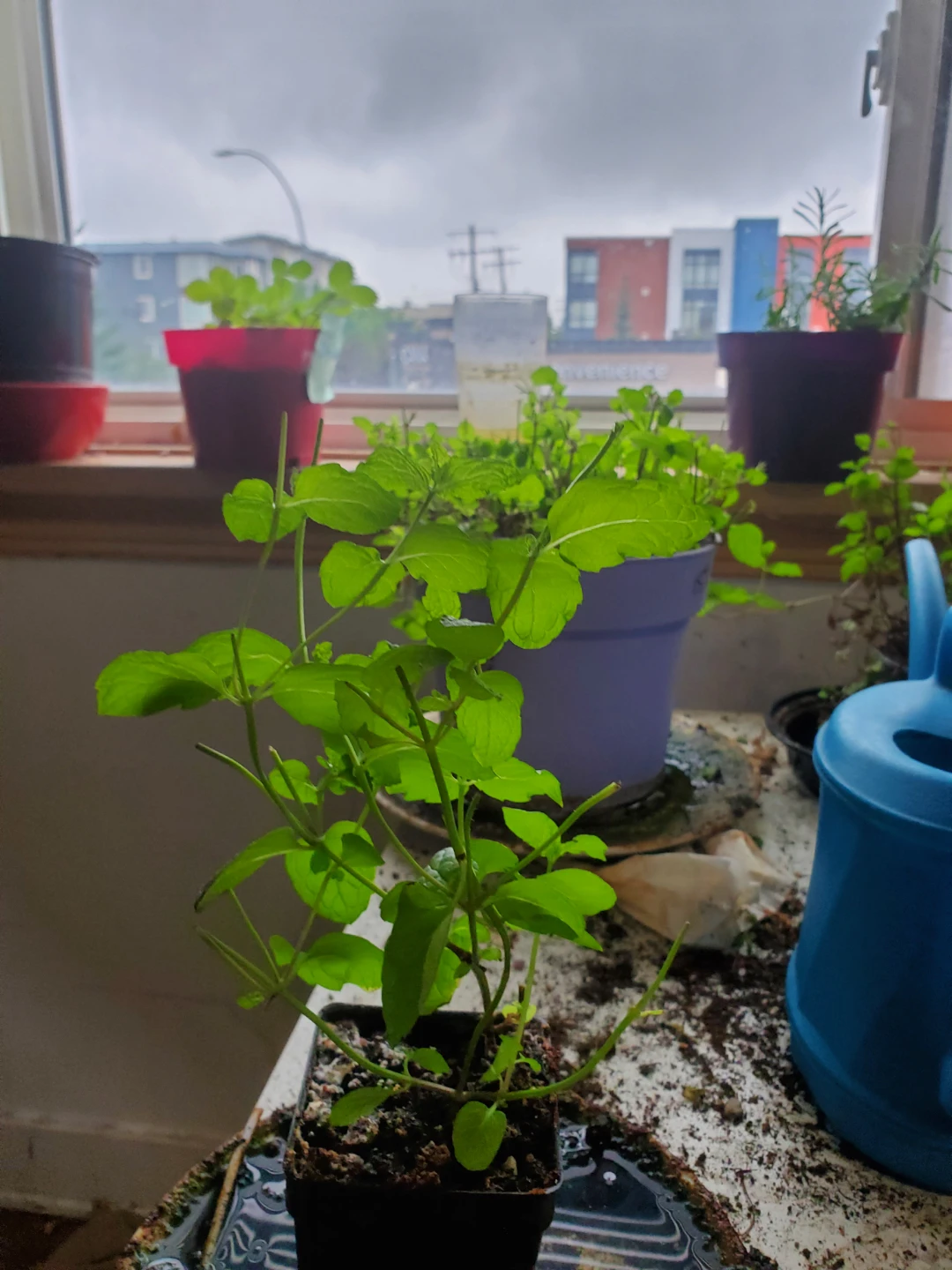 Mint plant $5