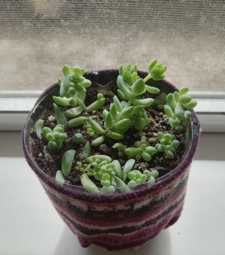 Sedum Succulent Plants
