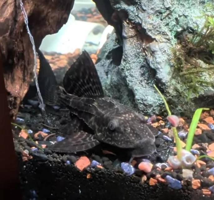 Amazon sailfin catfish