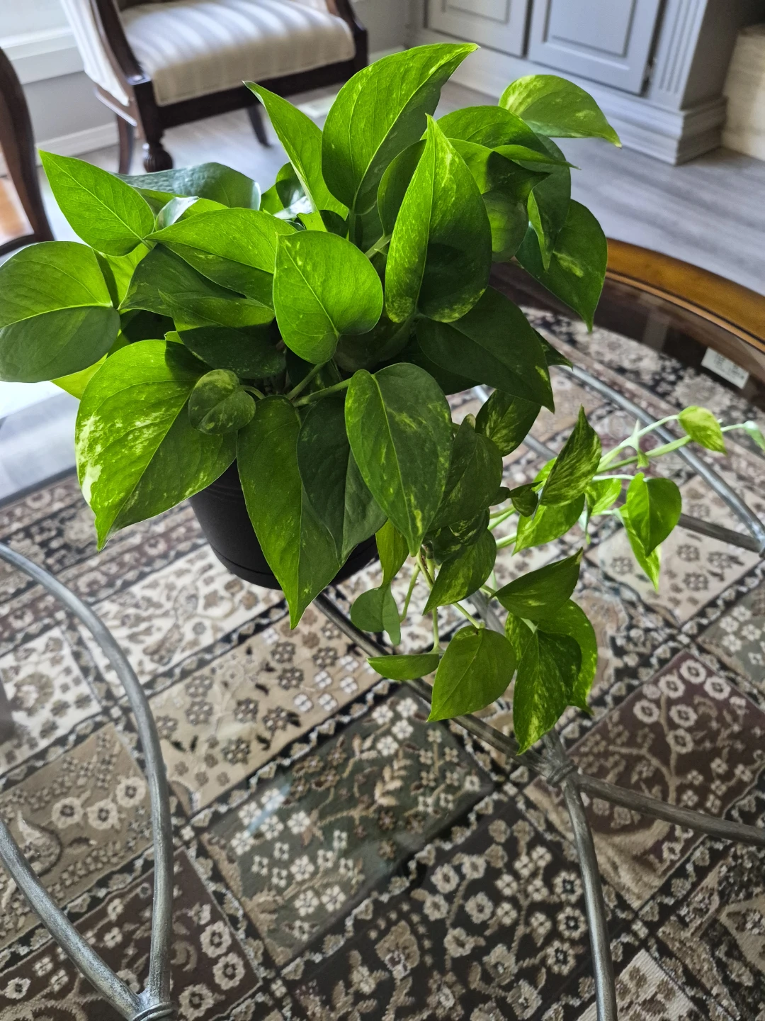 Real pothos plants - Various sizes - photo 5