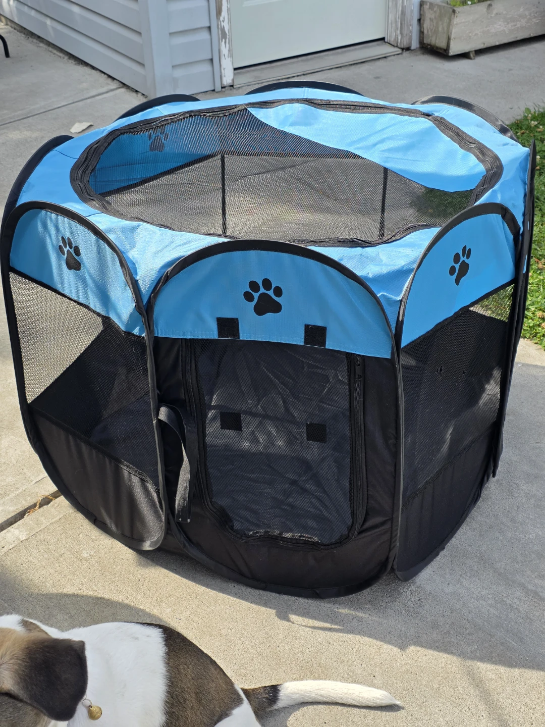Blue Pop-Up Pet Playpen LARGE:  36x36x24 inches. - photo 2