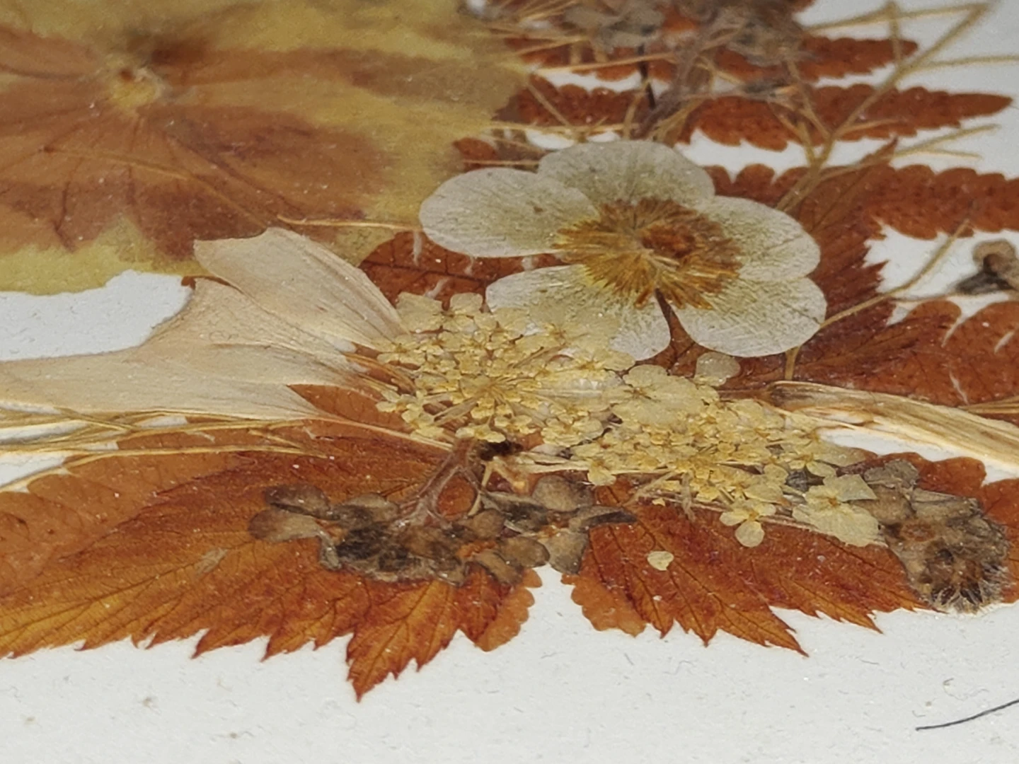 2 Hand-Pressed Preserved Flowers Botanical Art Wall Art - Canada - photo 5