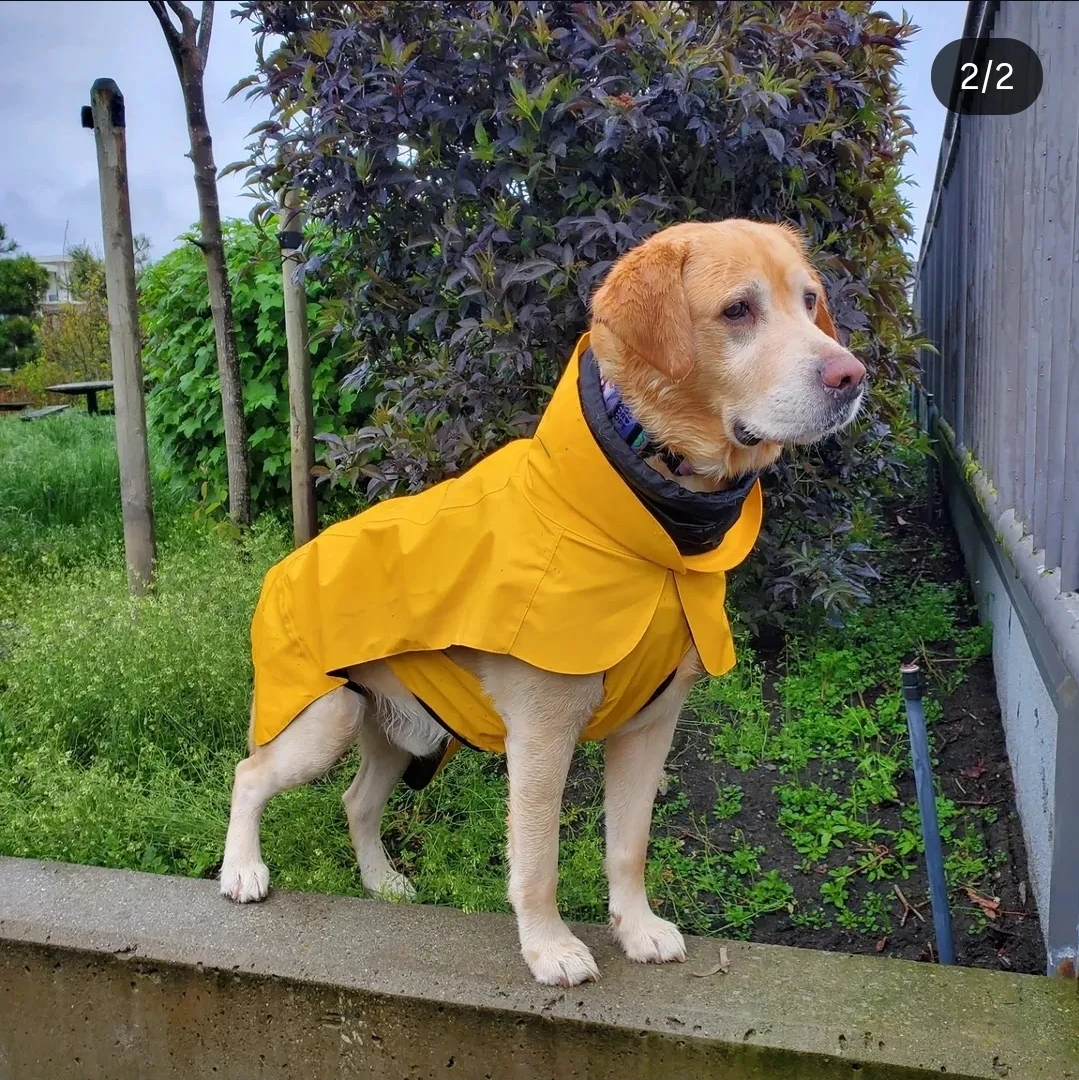 🐕 PAiKKA Dog Raincoat + Dog Parent Jacket – Made in Finland 🇫🇮🌧️