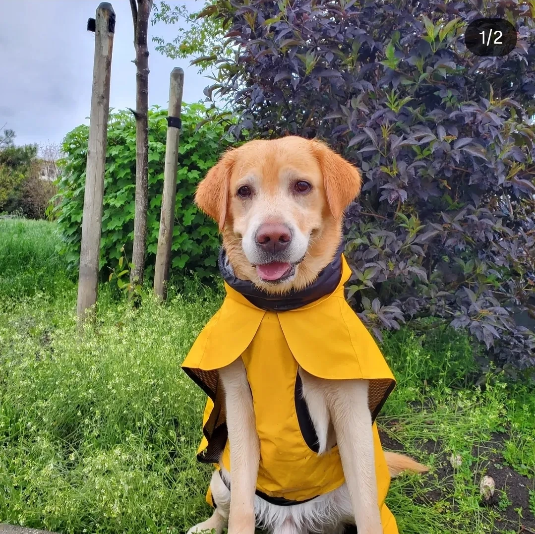 🐕 PAiKKA Dog Raincoat + Dog Parent Jacket – Made in Finland 🇫🇮🌧️ - photo 2