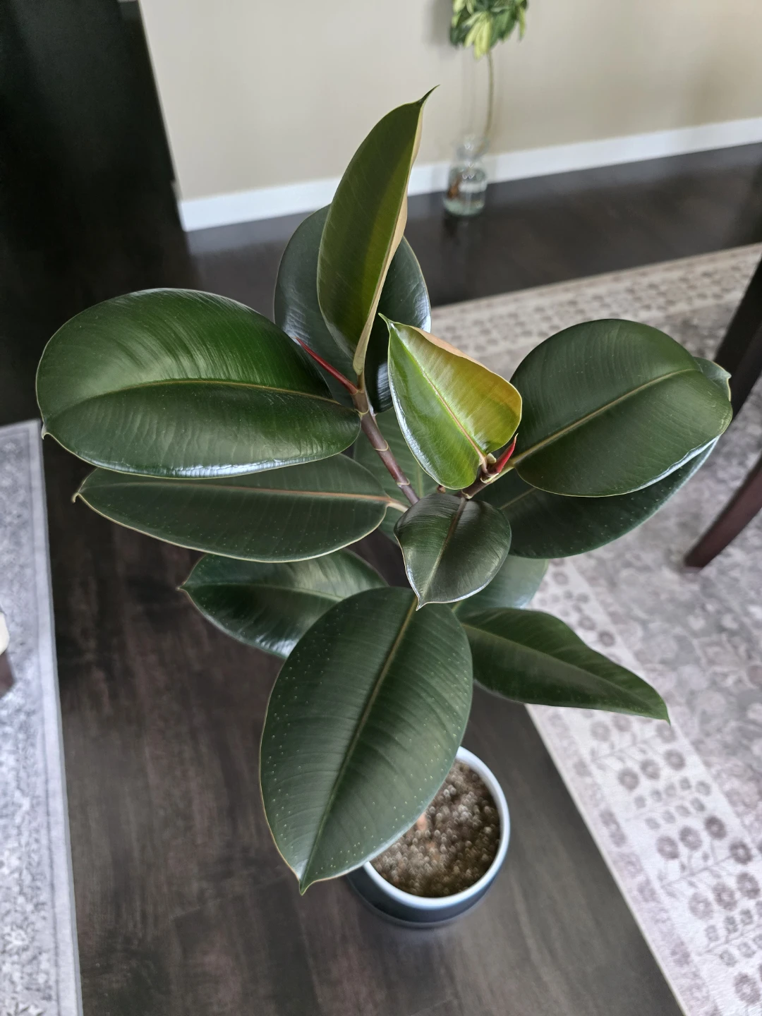 A healthy Ficus Tree (105cm) - photo 3