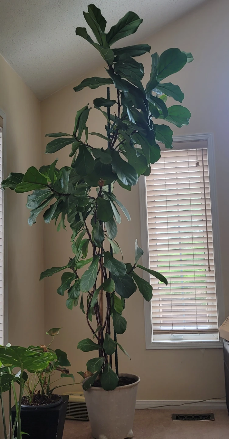 Fiddle Leaf Fig Tree - photo 2