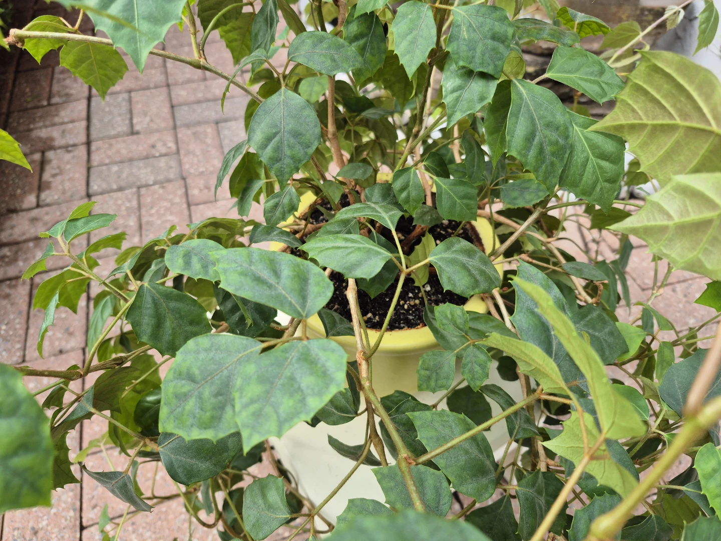 Great Healthy Potted Plant (GREAPE IVY) - photo 4