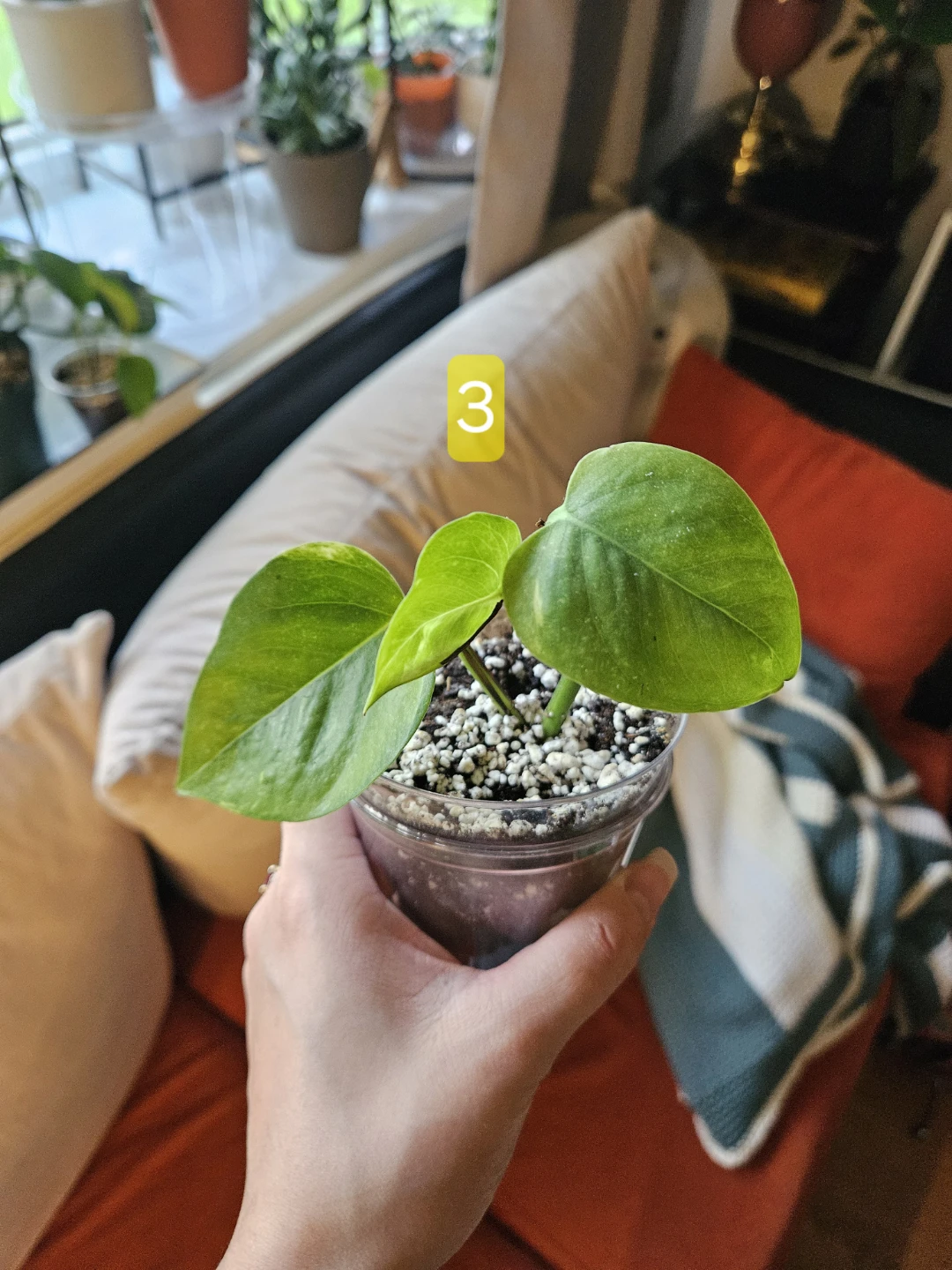 Air Purifying Pothos Plant - photo 3