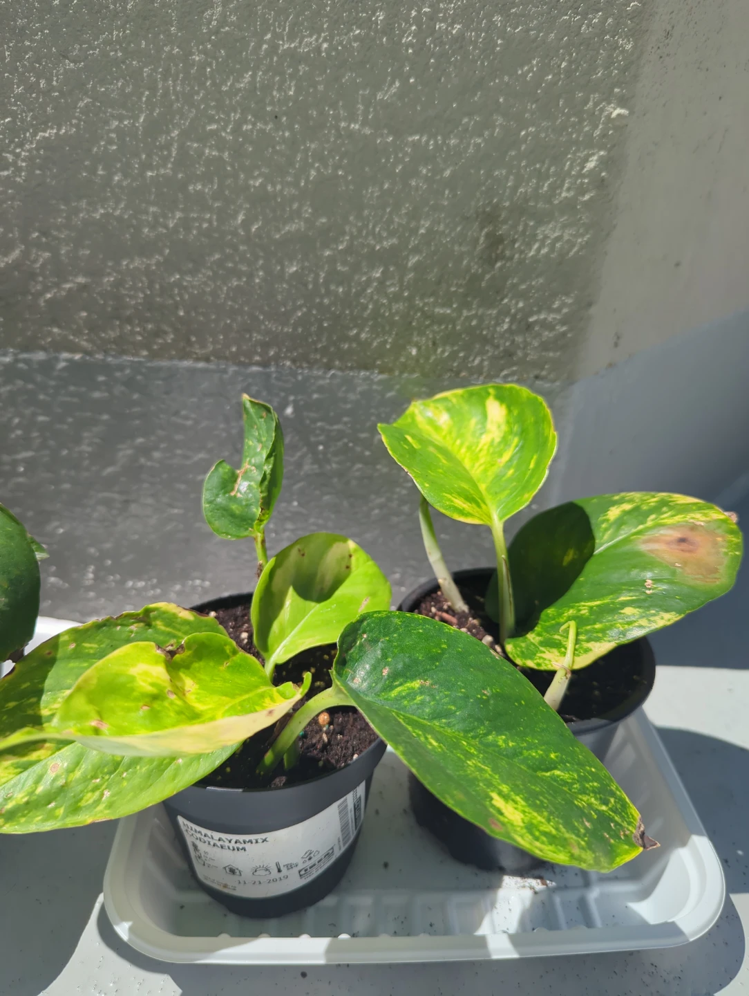 Golden Pothos Plant - photo 2