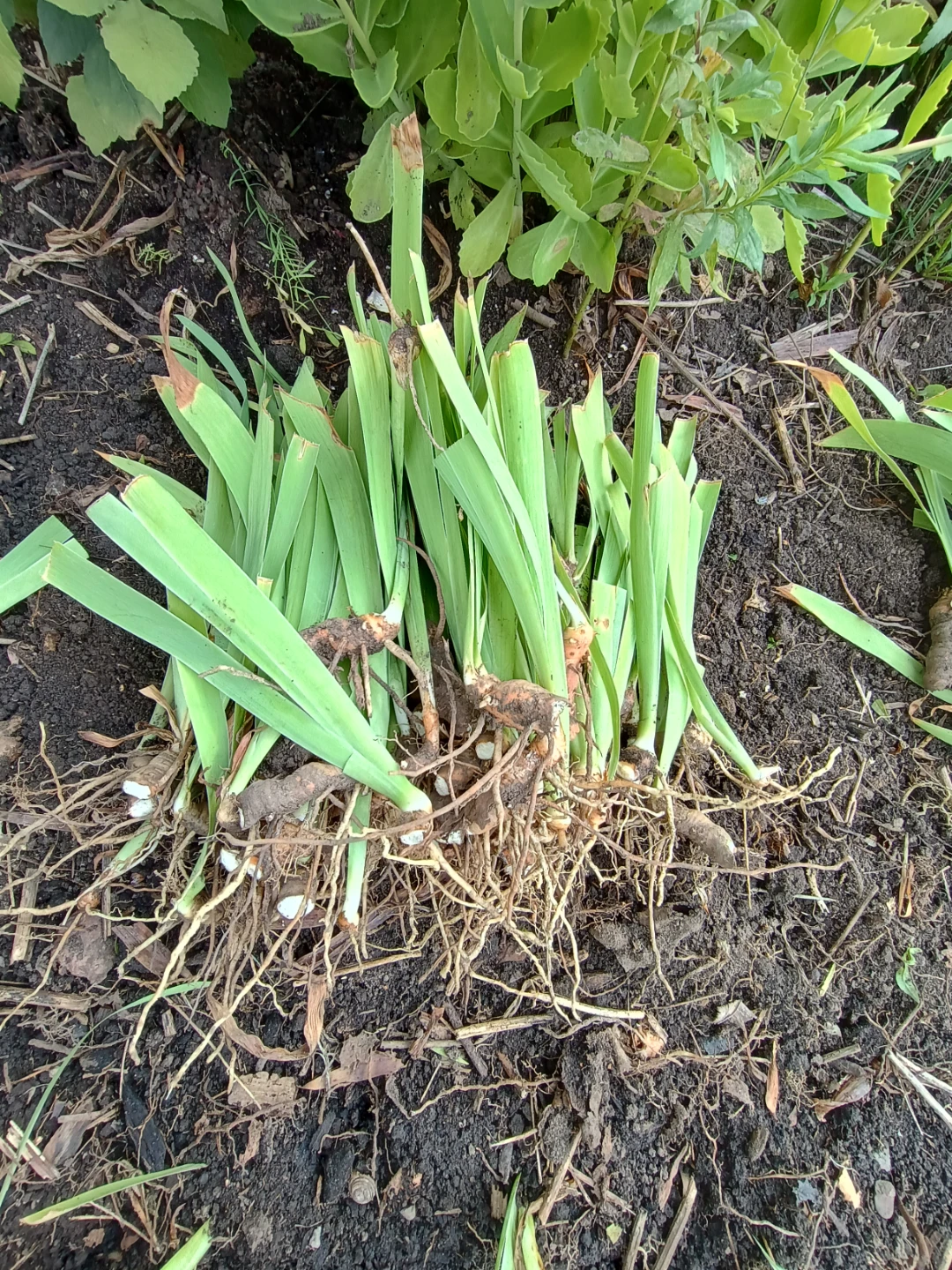 Iris Rhizomes for Planting - photo 4