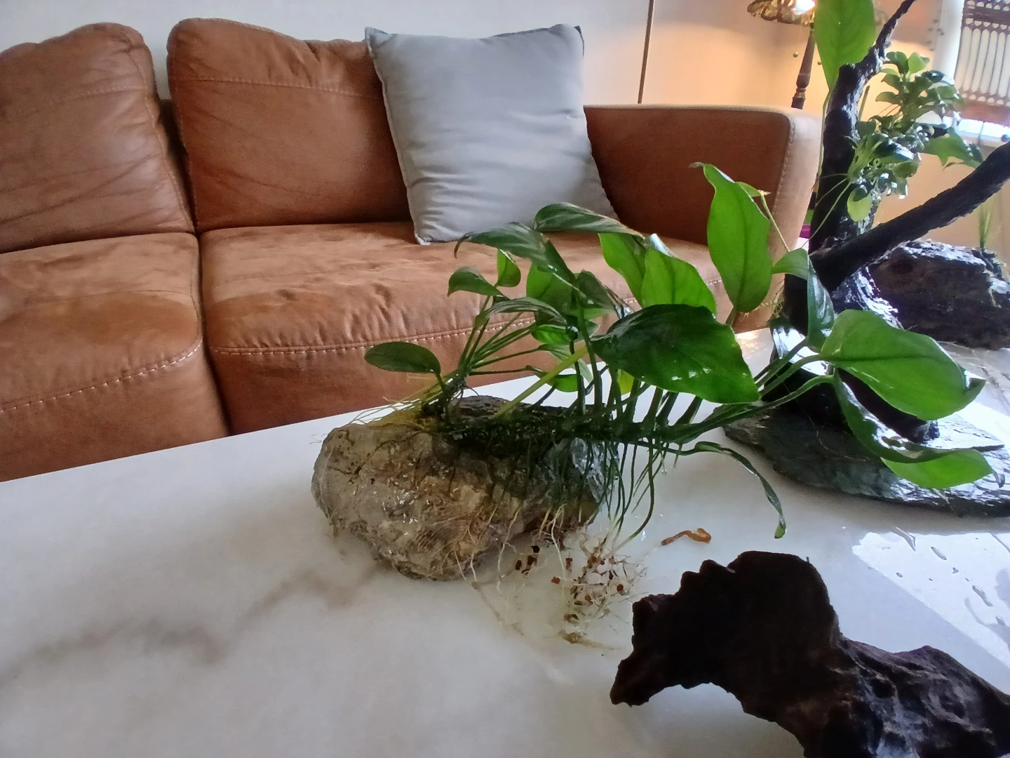 Aquarium Plants and Hardscape Decor - photo 2